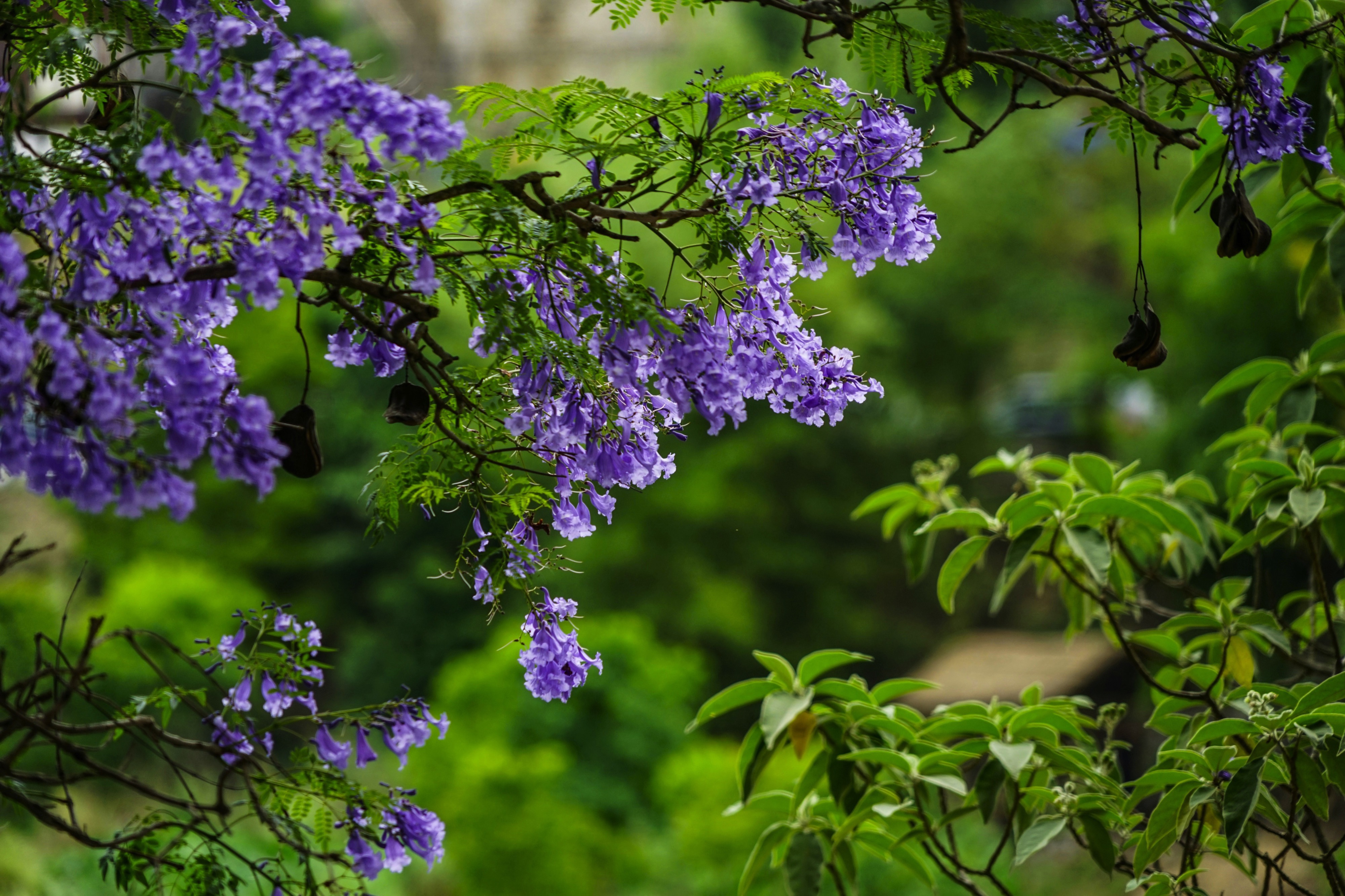 Blue flower in Punakha