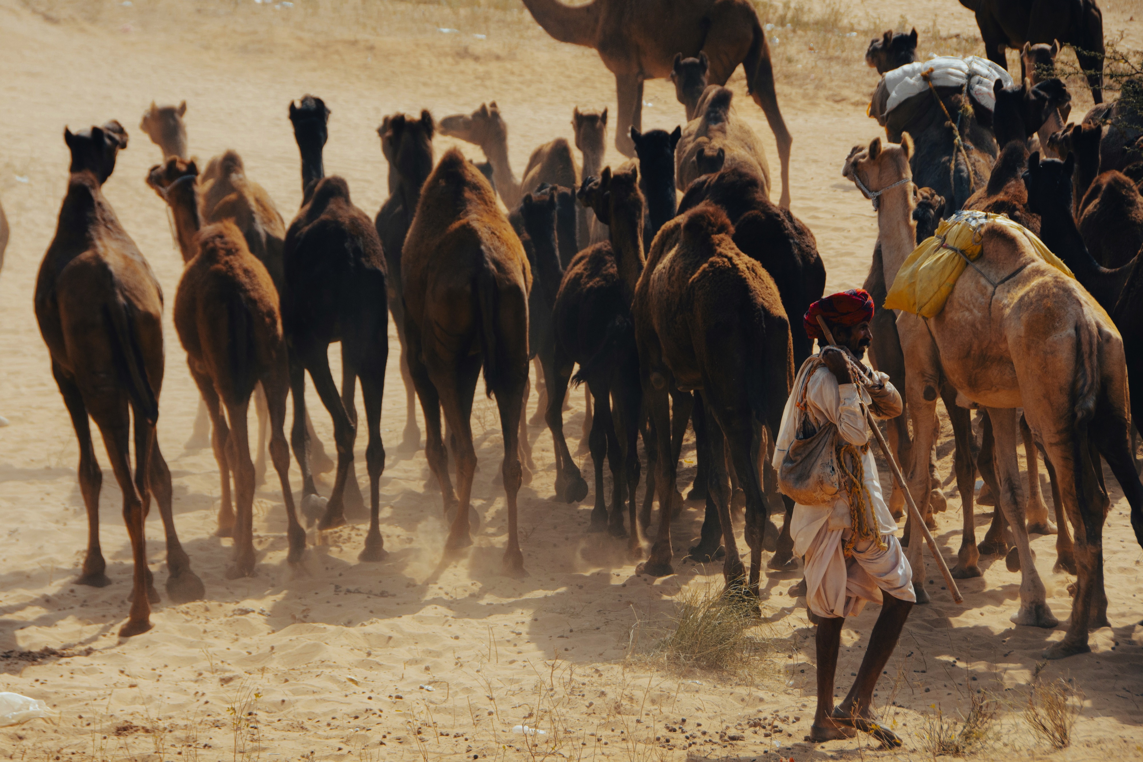 Pushkar, Rajasthan, India