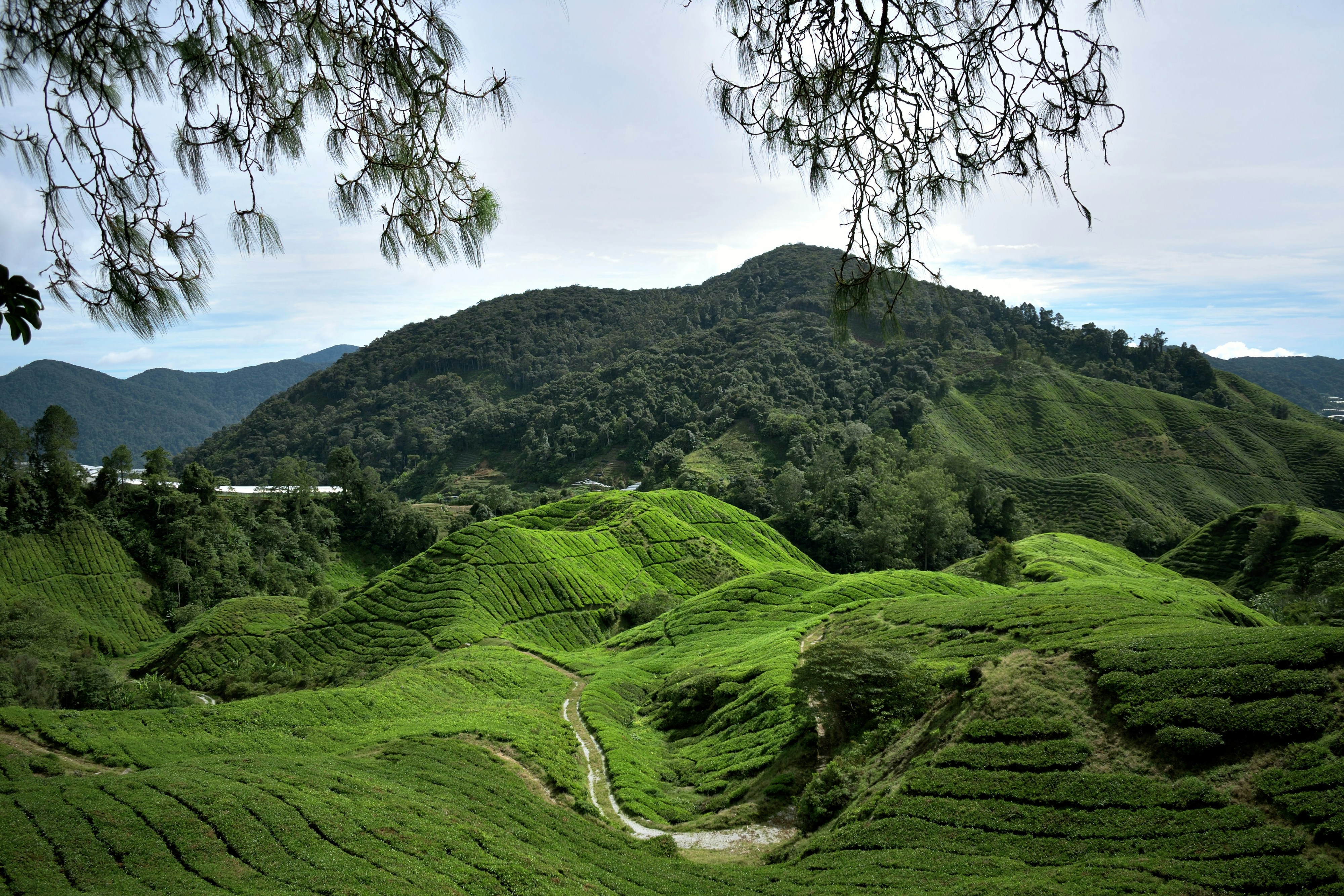 Cameron Highlands, Pahang, Malaysia