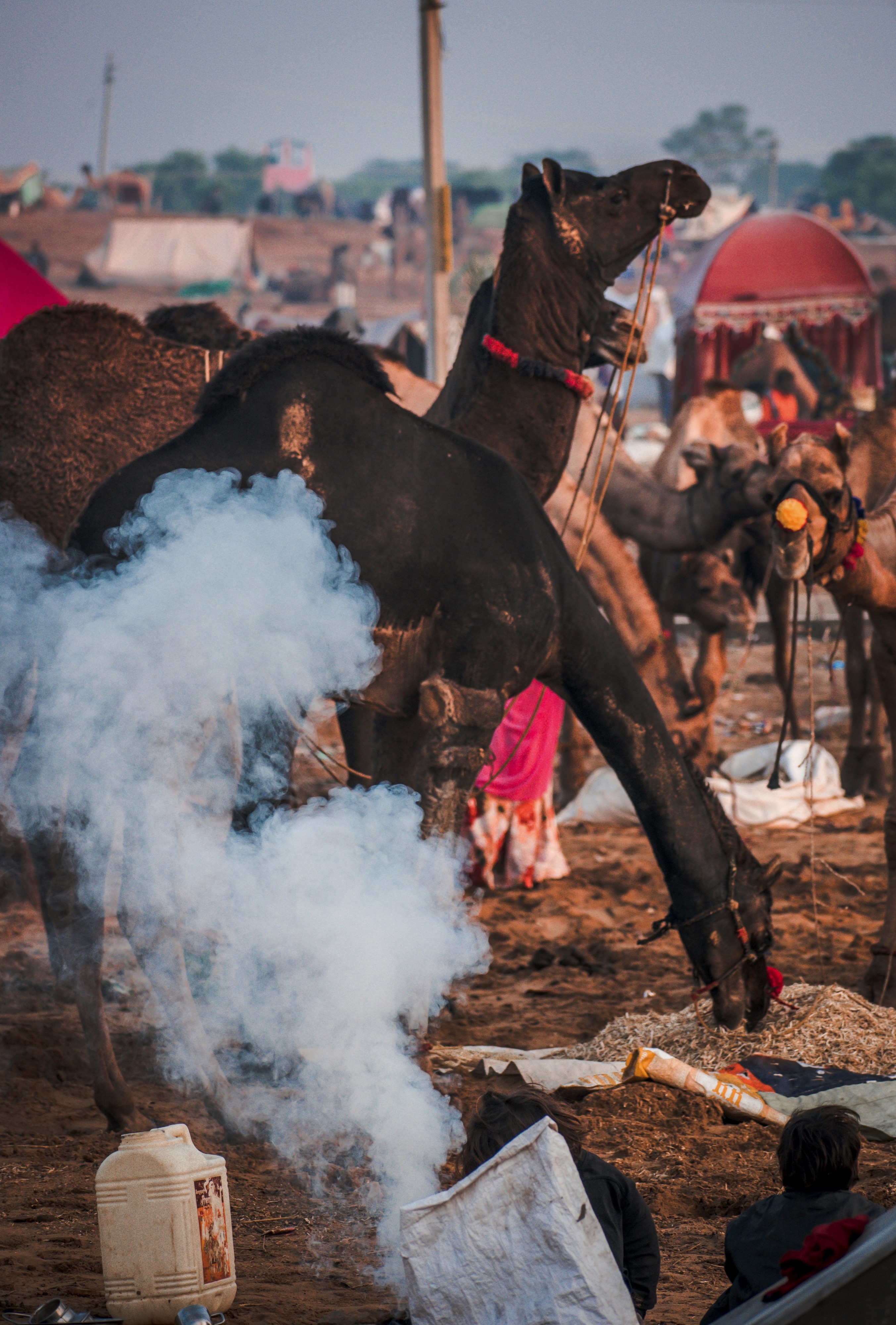 Pushkar, Rajasthan, India