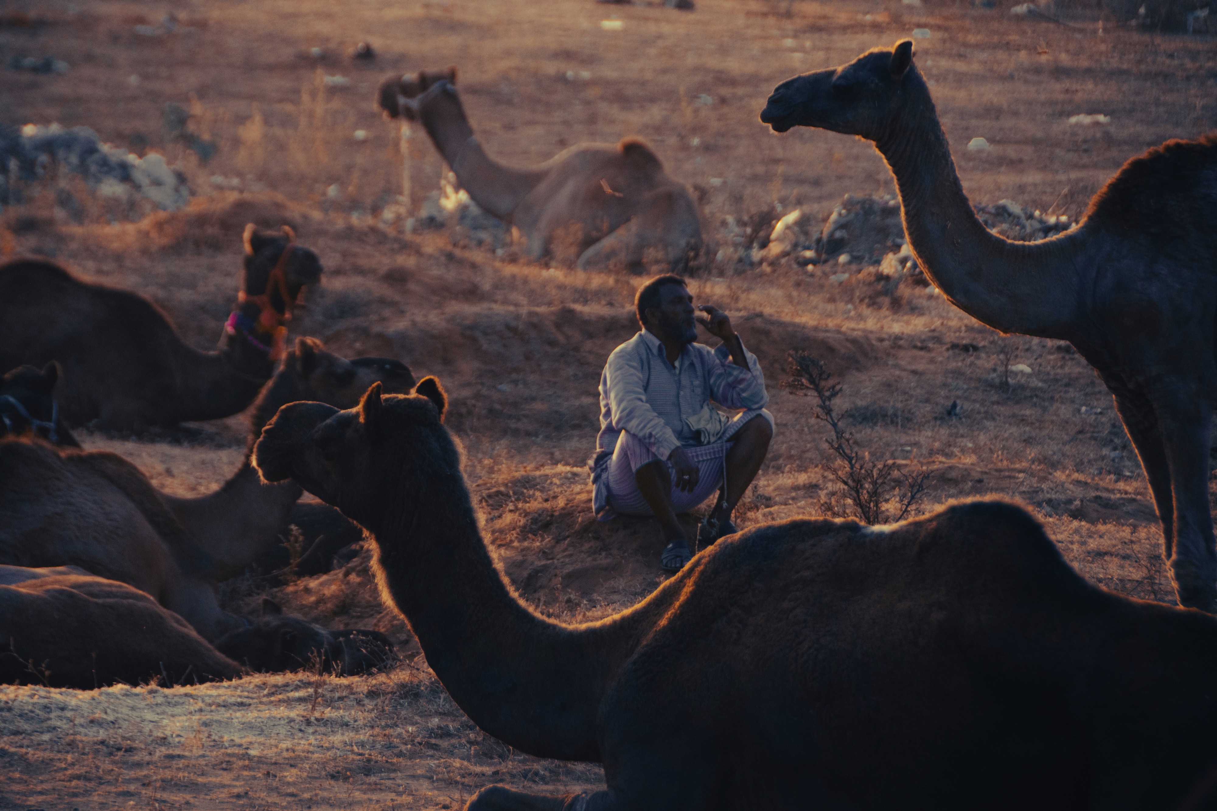 Pushkar, Rajasthan, India
