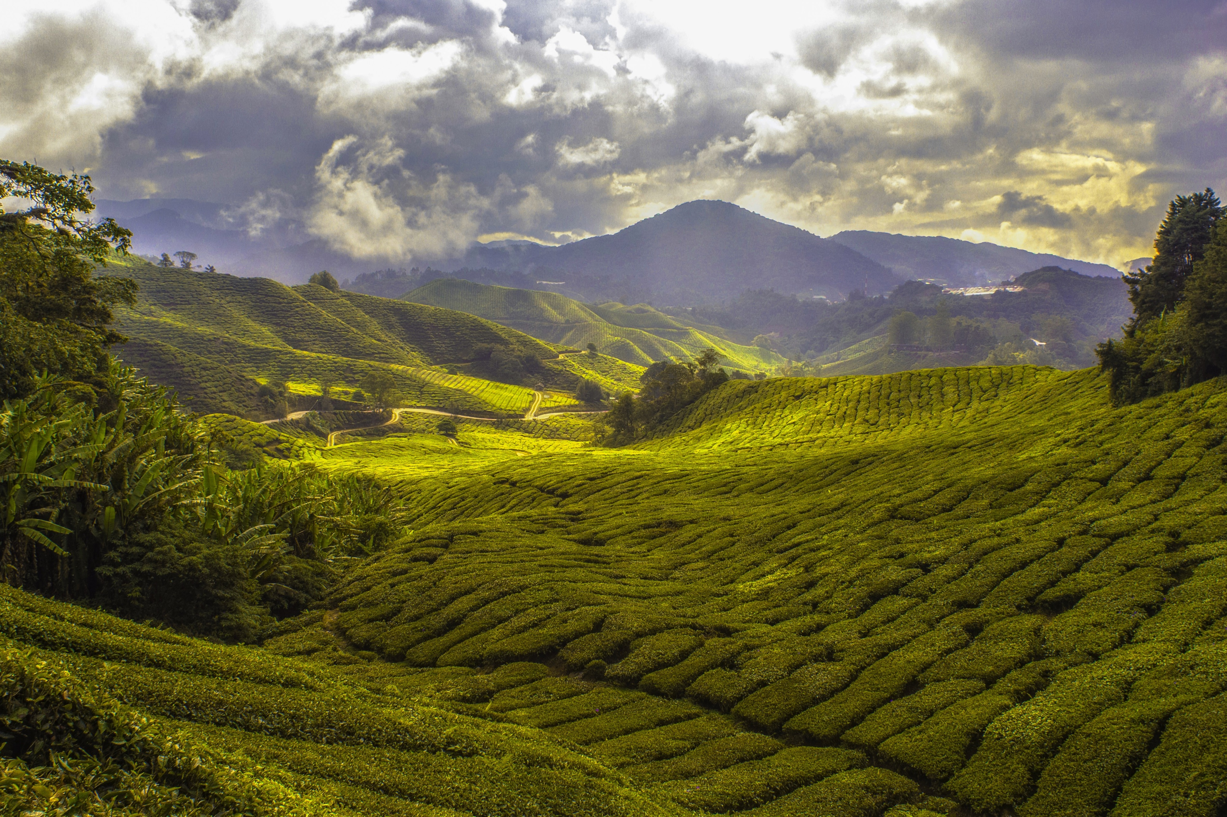Cameron Highlands, Malaysia