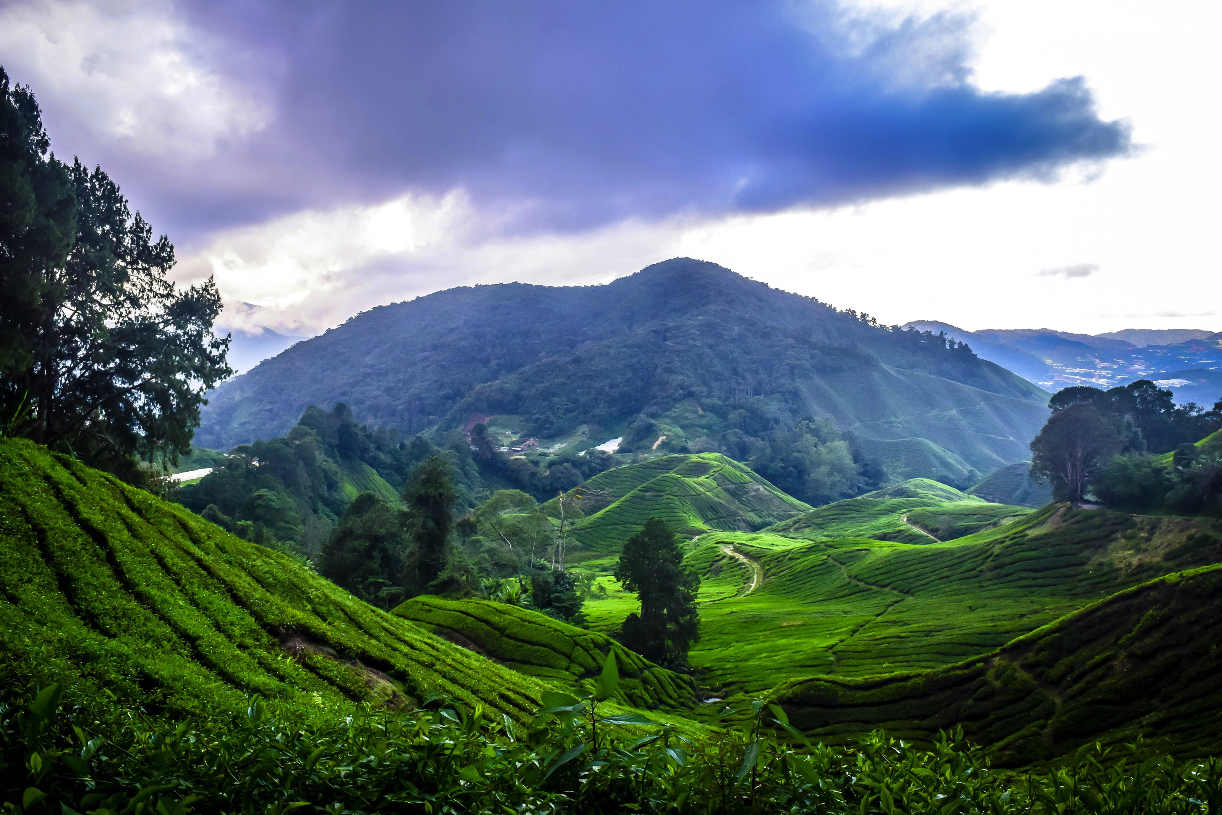 Cameron Highlands, Pahang, Malaysia