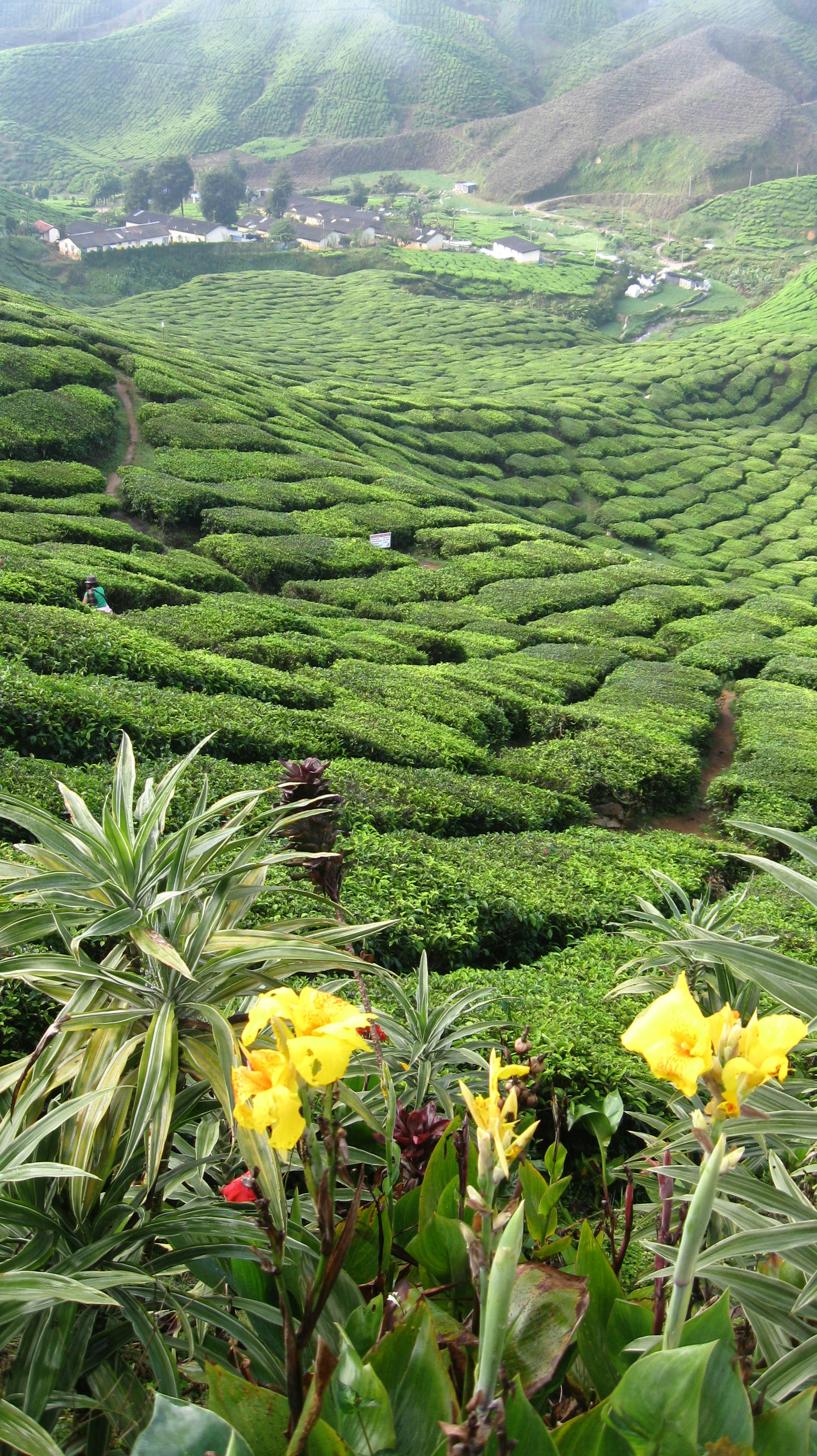 Cameron Highlands, Pahang, Malaysia