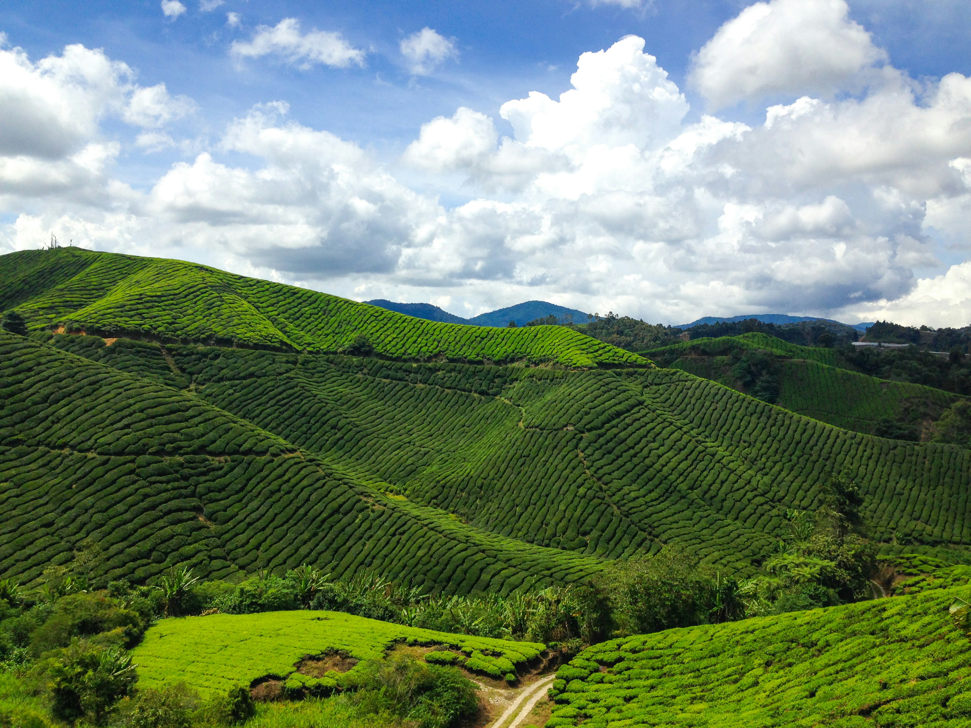 Cameron Highlands, Pahang, Malaysia