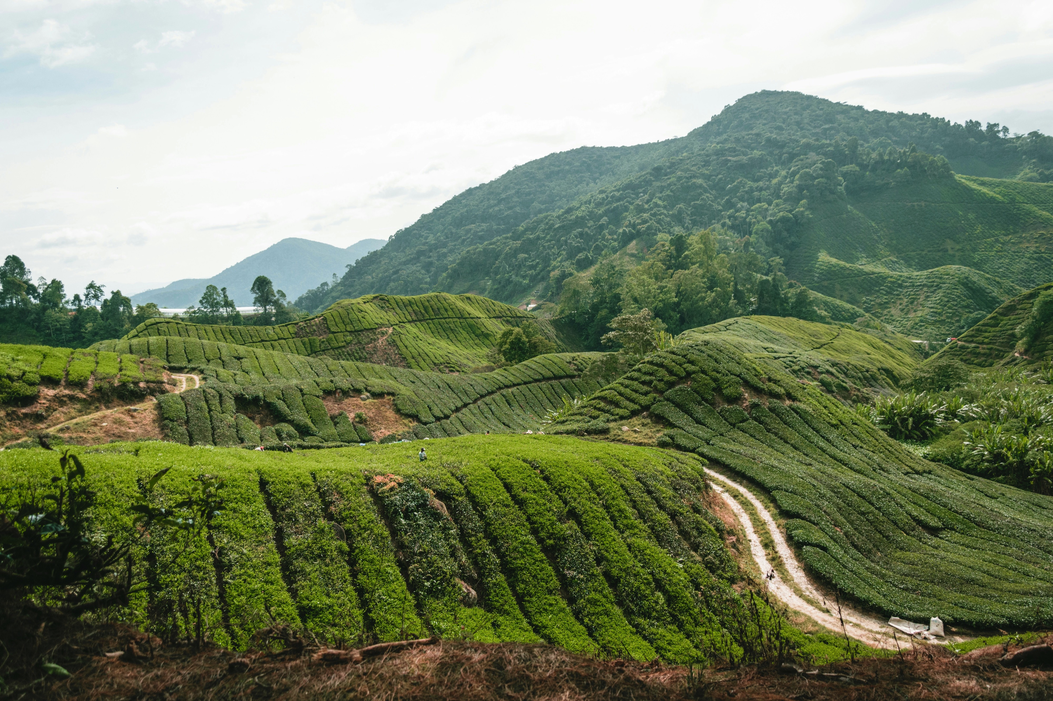 Cameron Highlands, Pahang, Malaysia