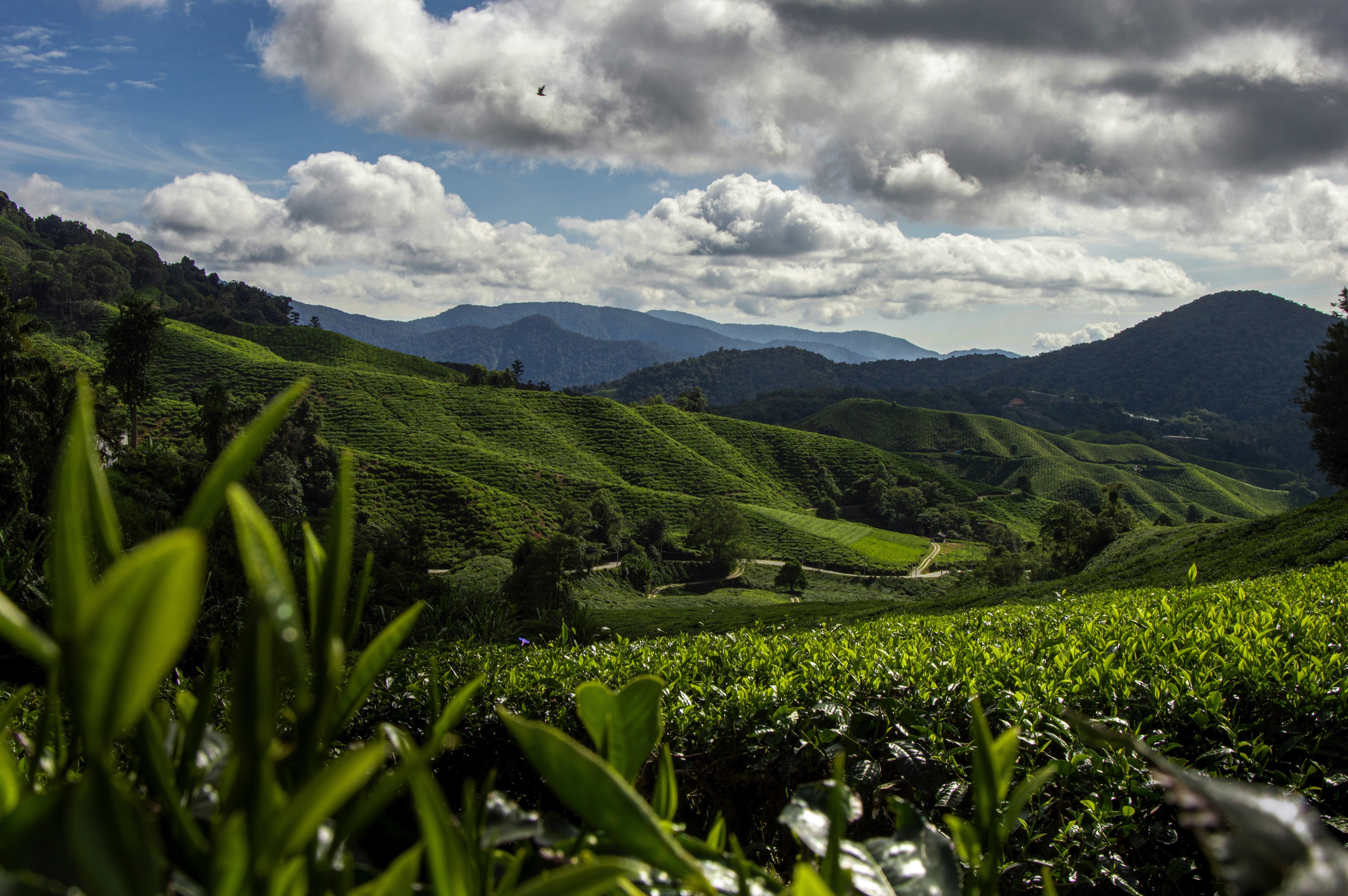 Cameron Highlands, Pahang, Malaysia