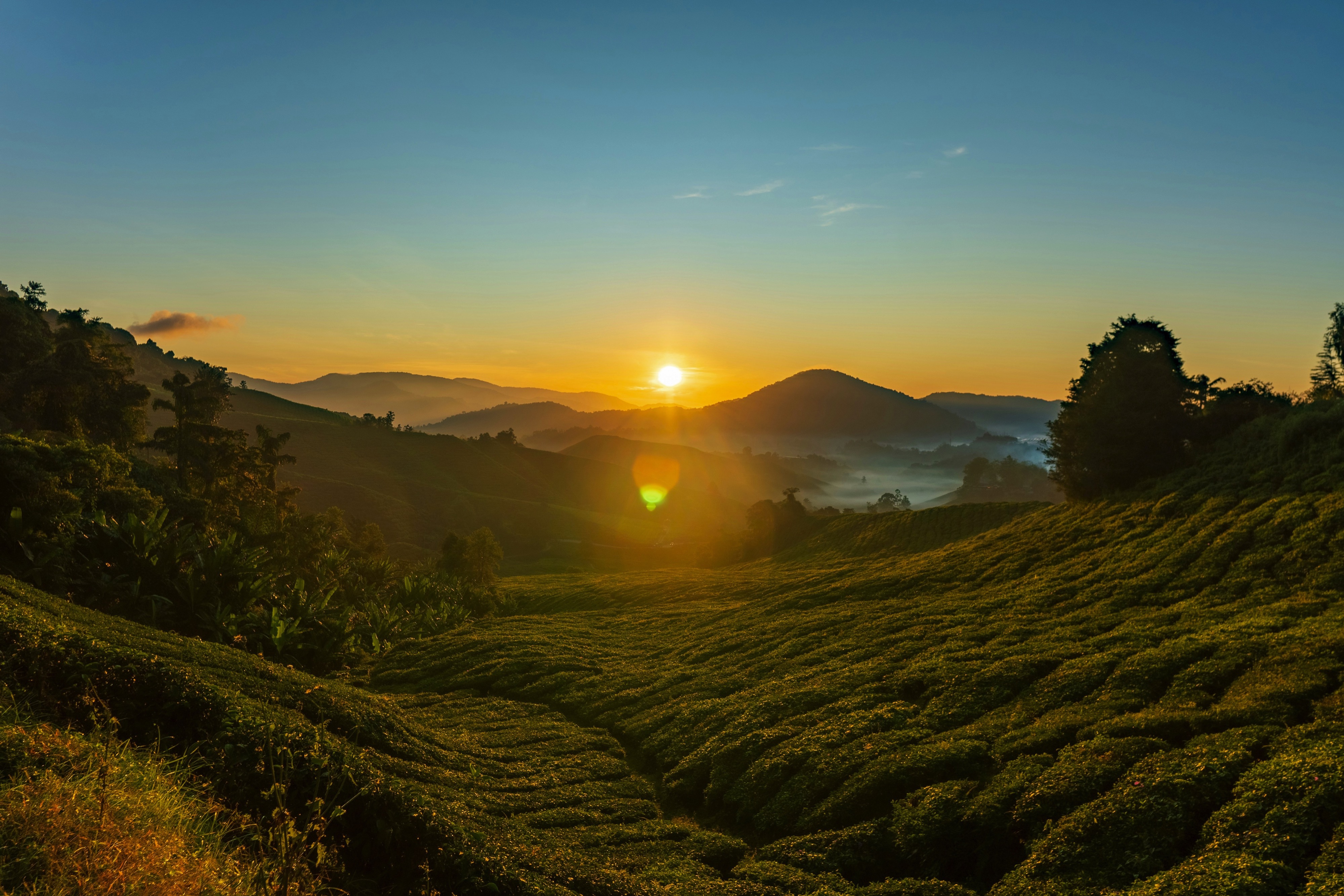Sunrise over the Boh Tea Plantation, Cameron Highlands.