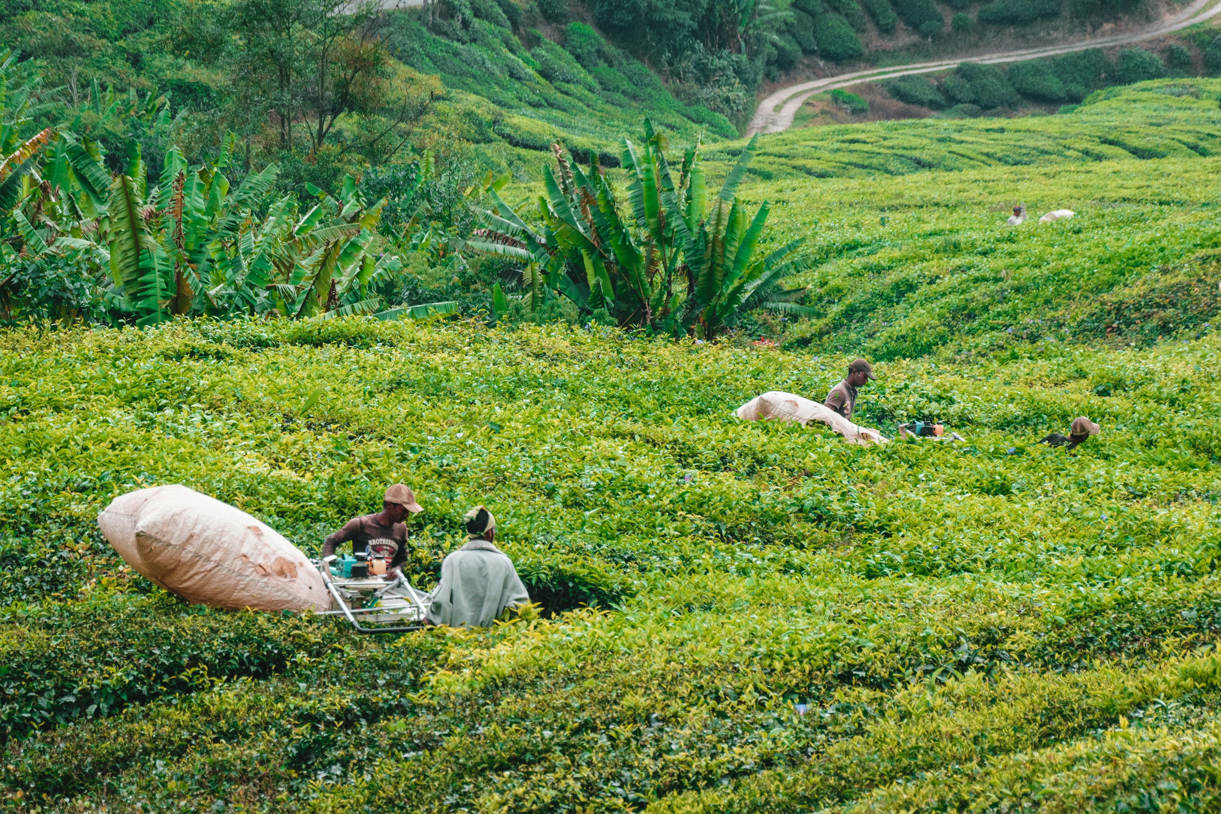 Workers on a tea plantation field in the Cameron Highlands, Malaysia