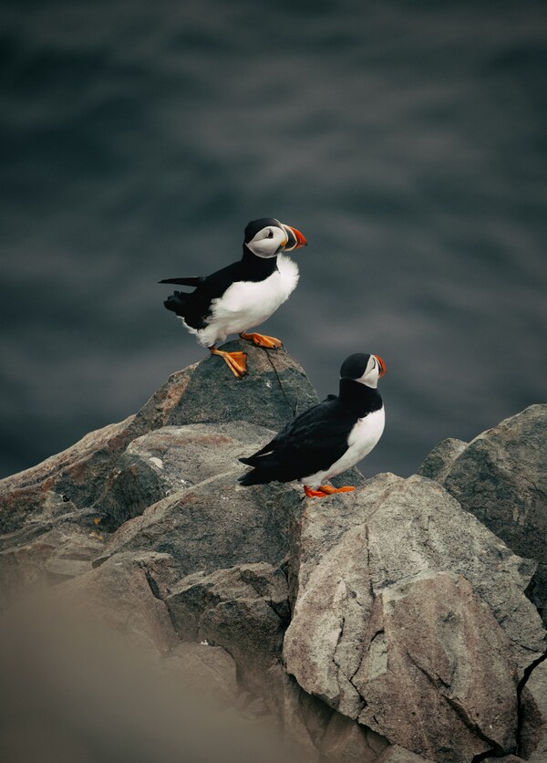 Bonavista, Nl, Canada