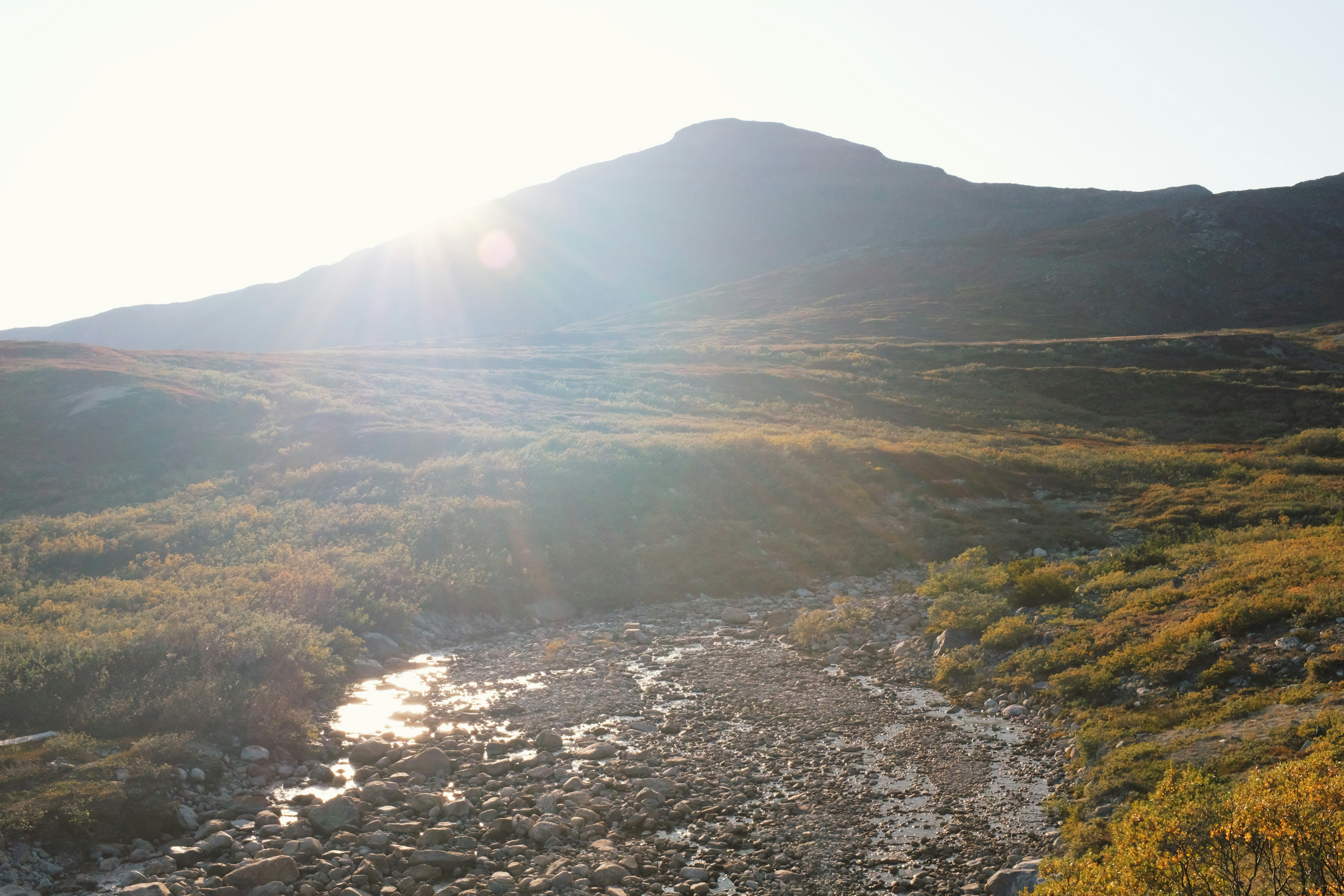 Kapisillit, Grønland