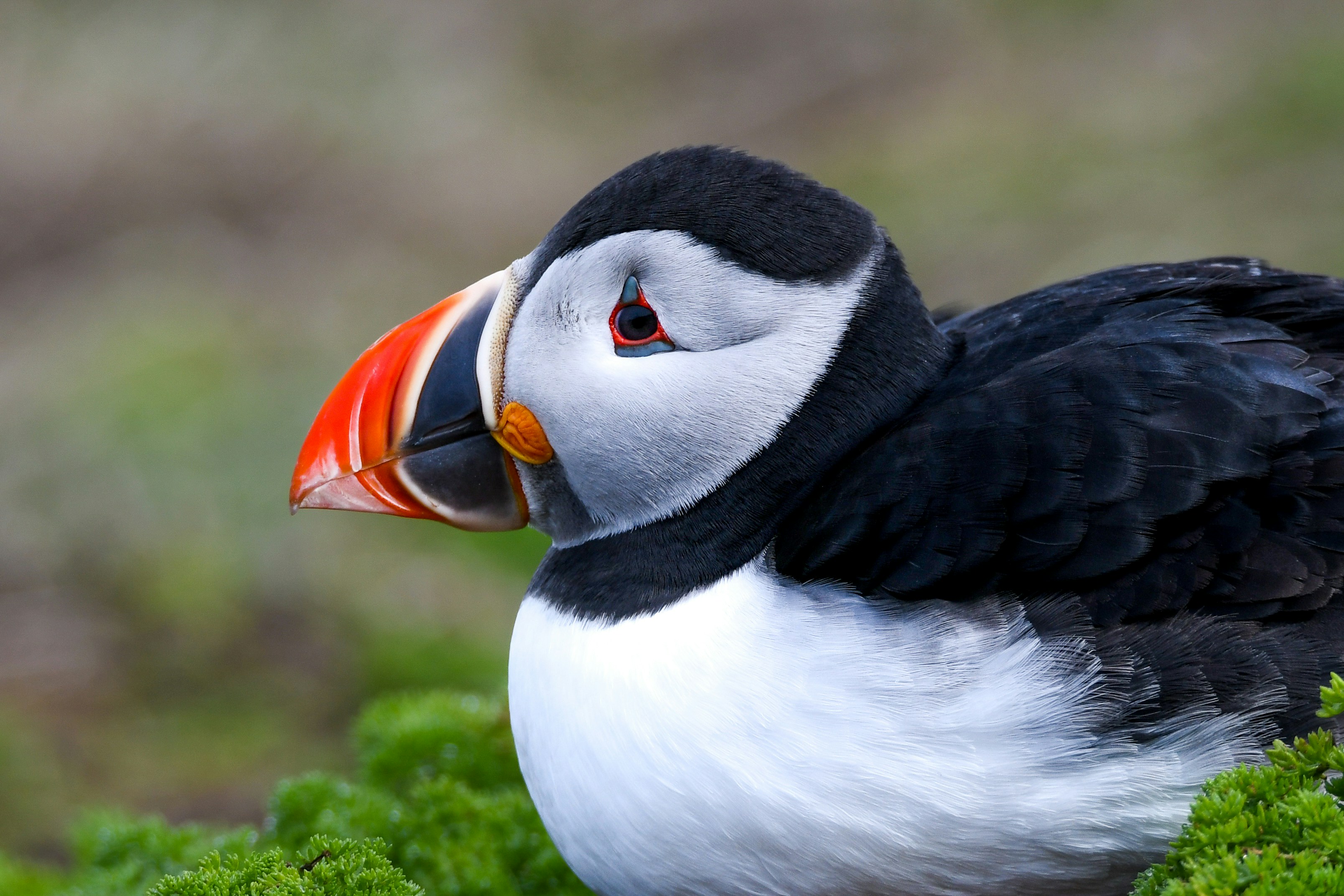 Skomer Island, Haverfordwest, UK