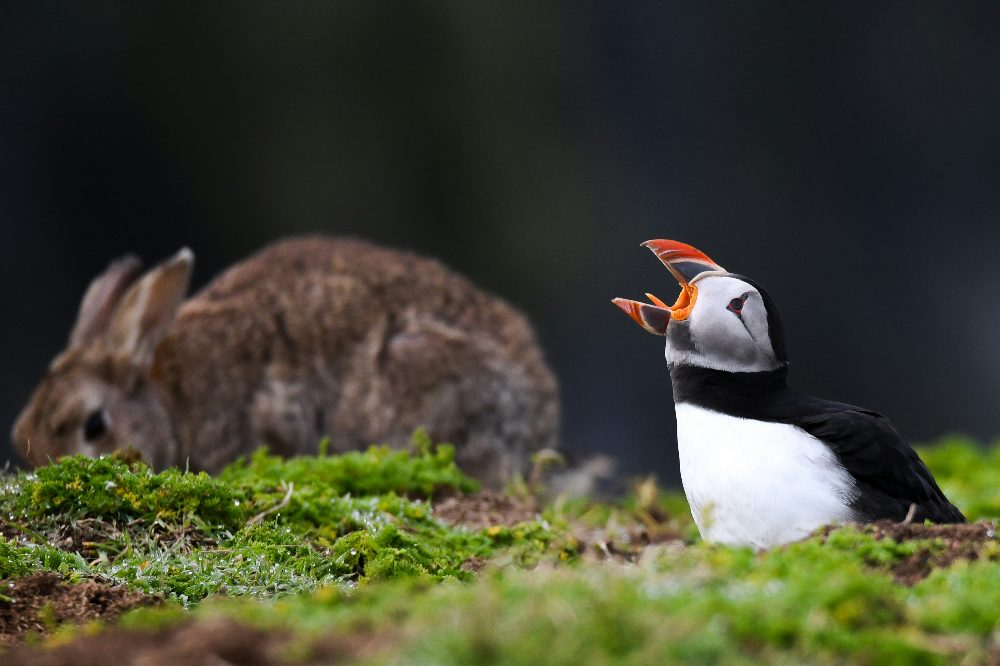 Skomer Island, Haverfordwest, UK
