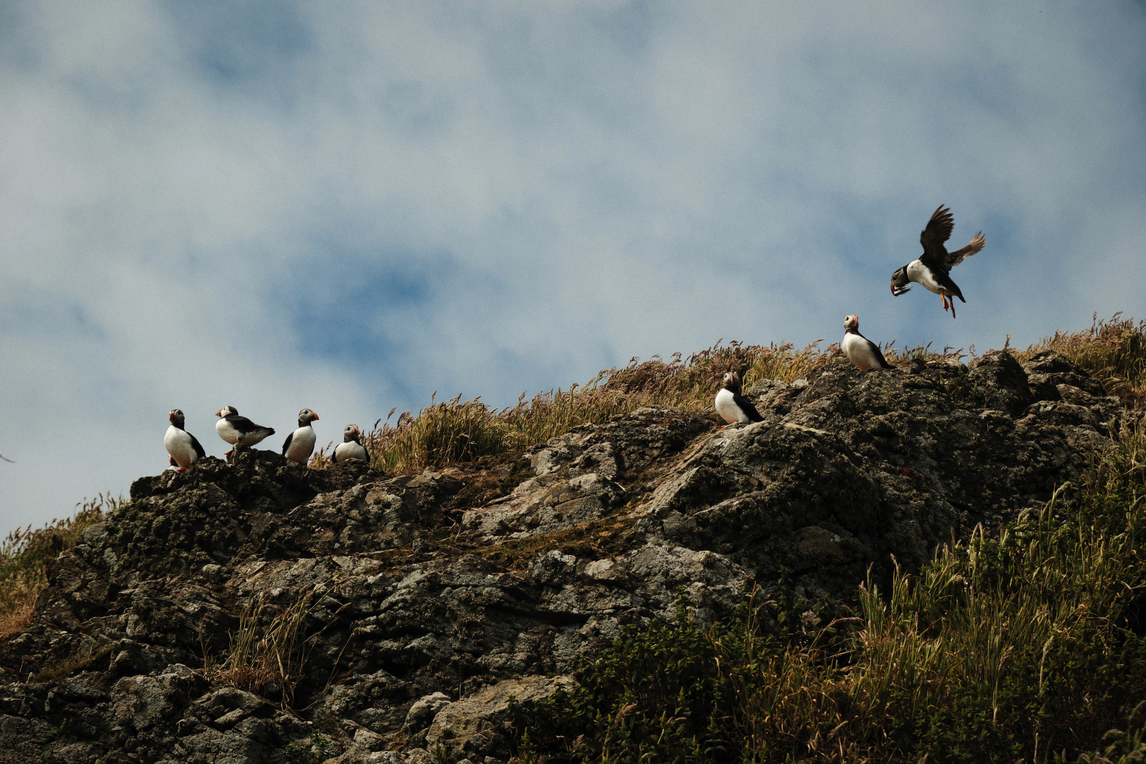 Skomer Island, Haverfordwest, UK