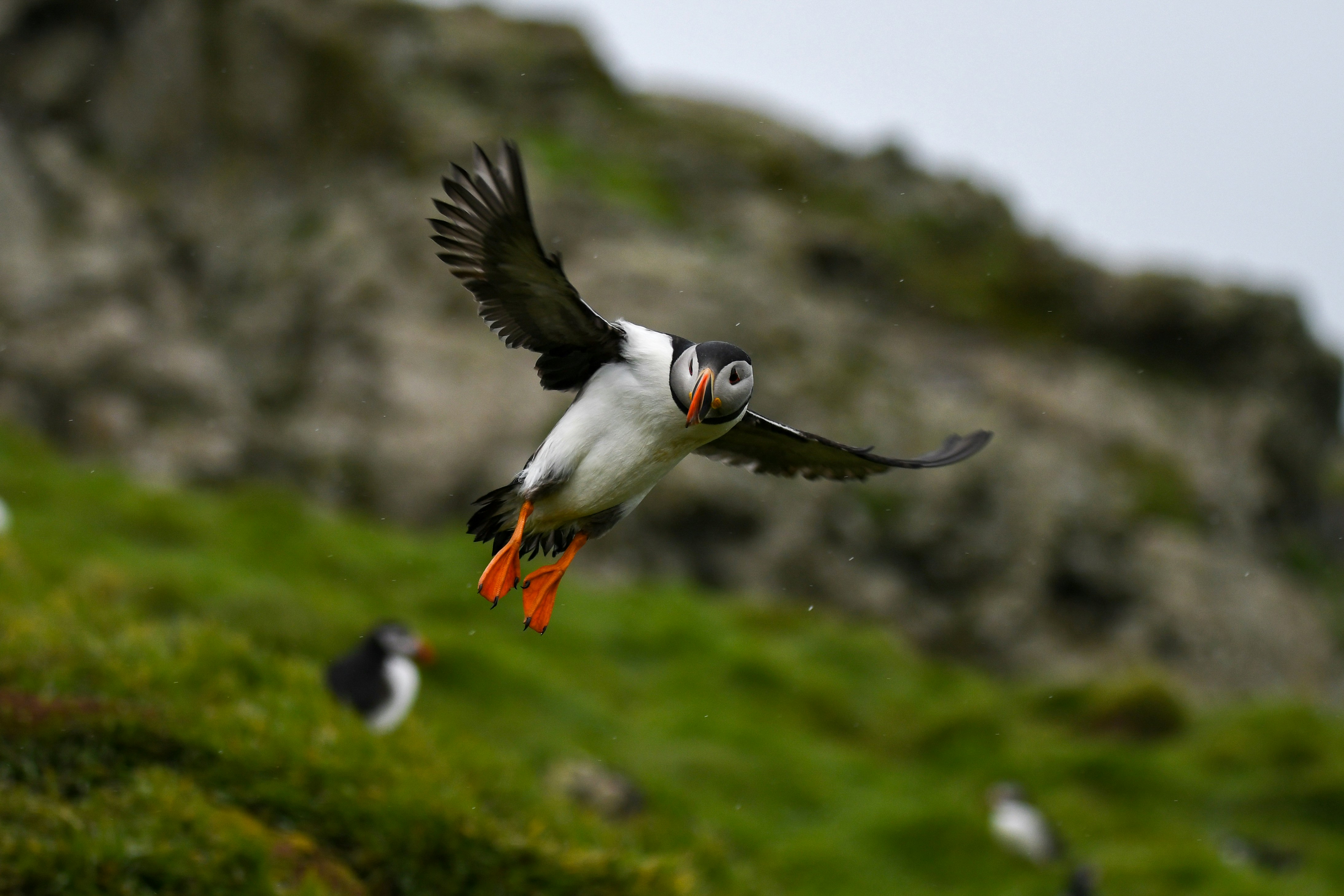 Skomer Island, Haverfordwest, UK