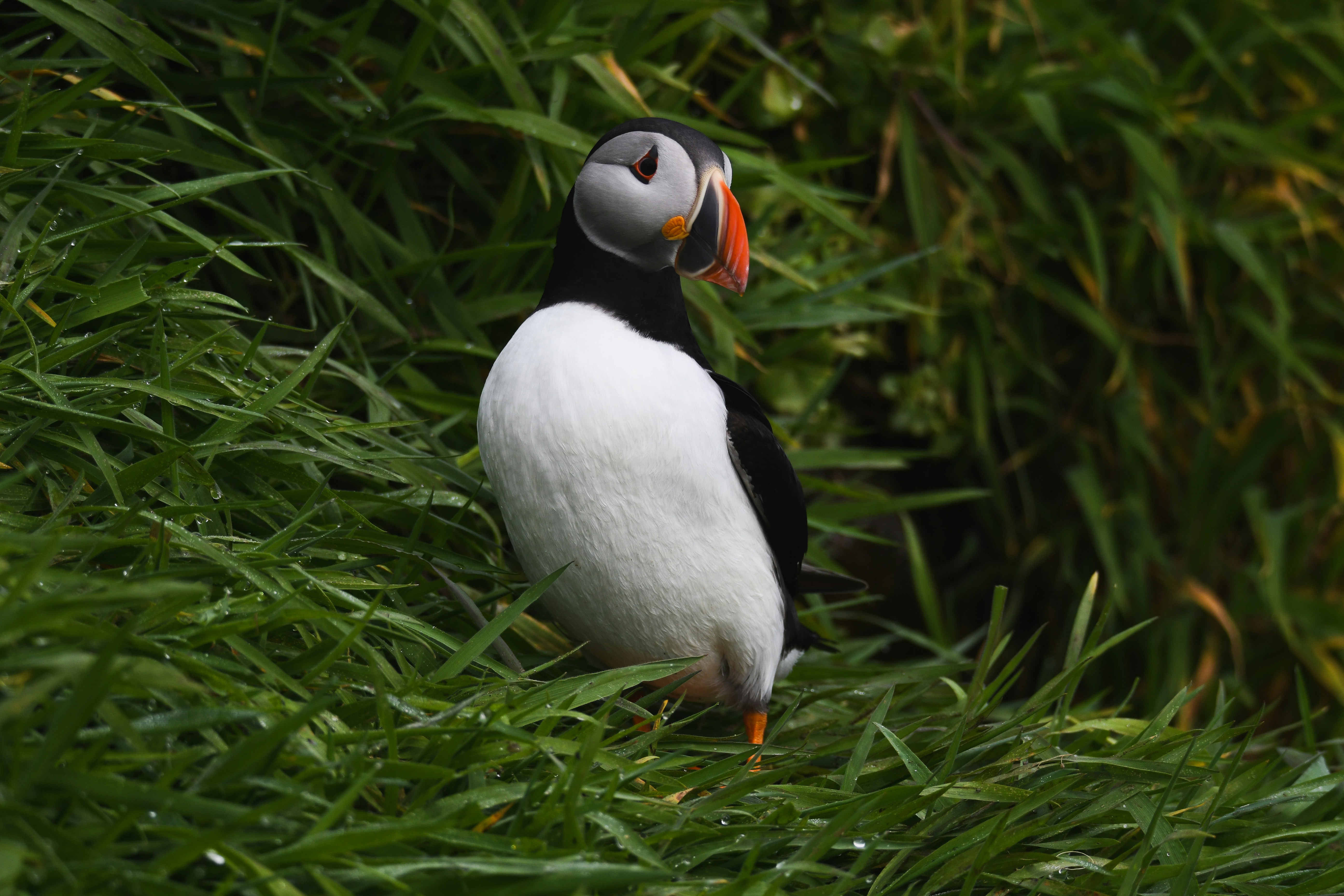 Skomer Island, Haverfordwest, UK