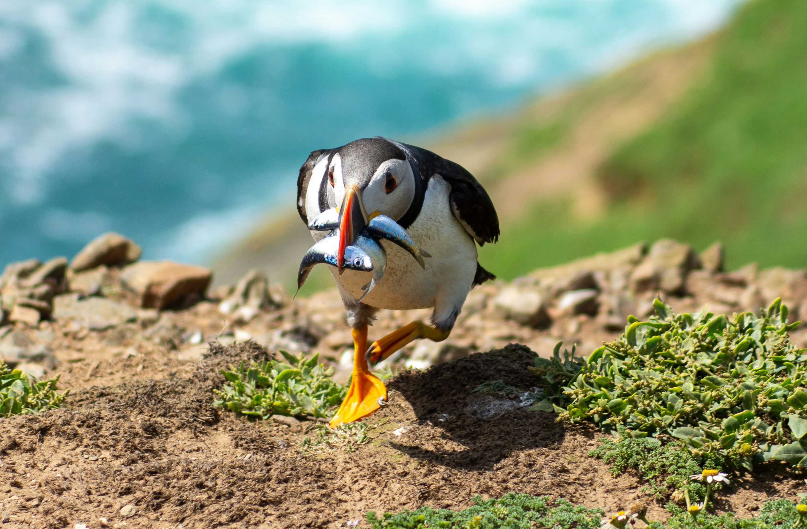 Skomer Island, Haverfordwest, UK