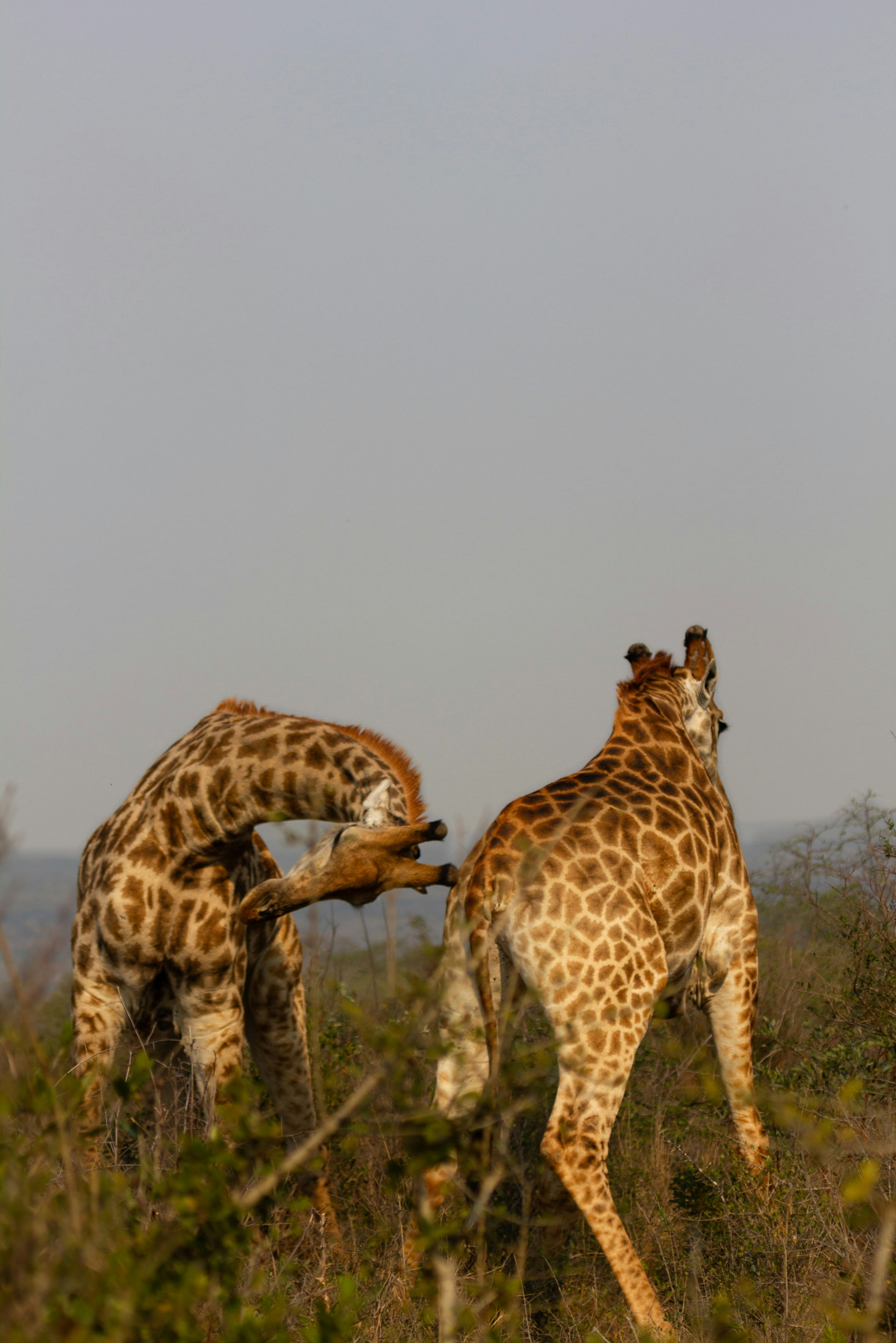 MKUZE GAME RESERVE, Kingfisher Ave, Mkuze, South Africa