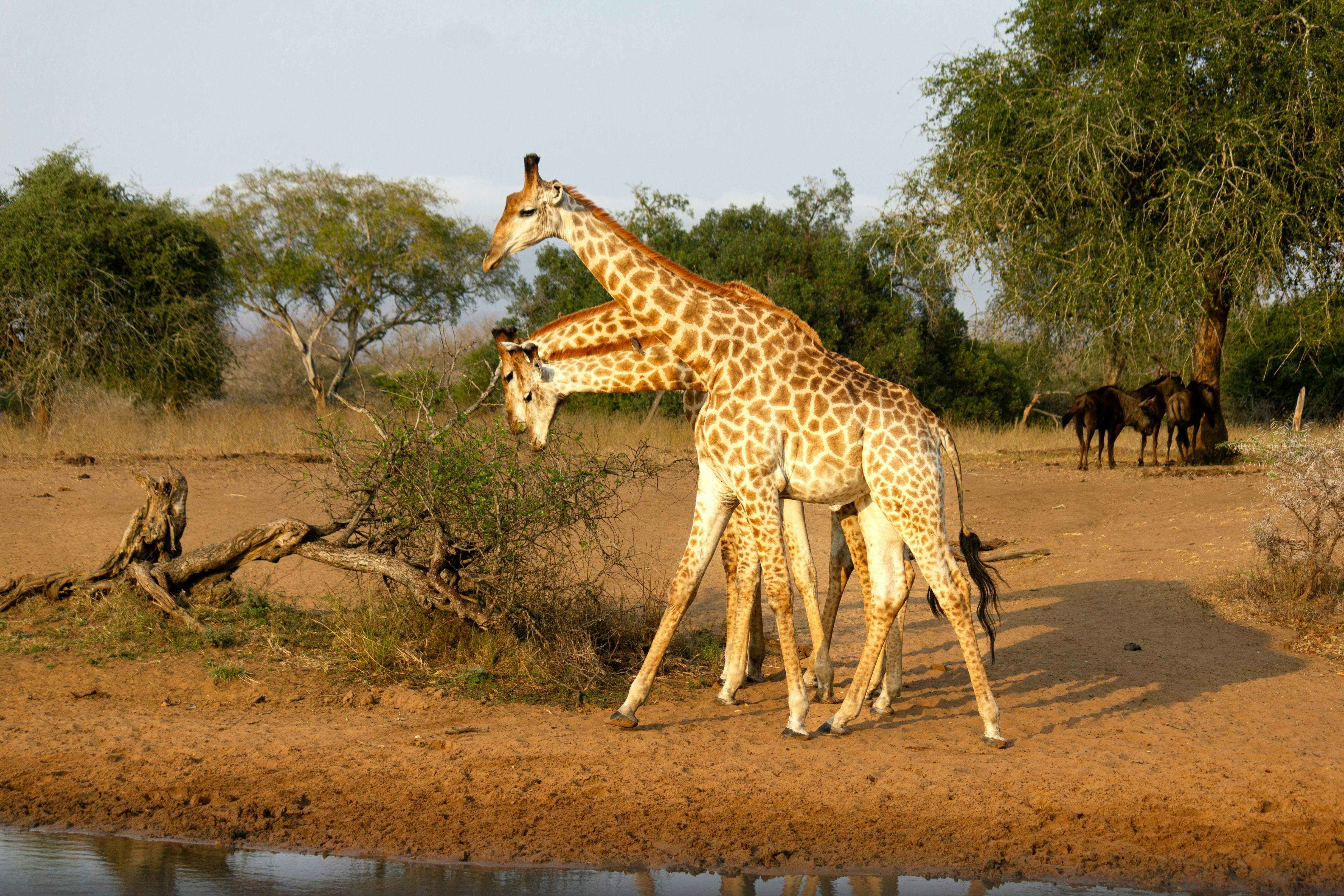 MKUZE GAME RESERVE, Kingfisher Ave, Mkuze, South Africa