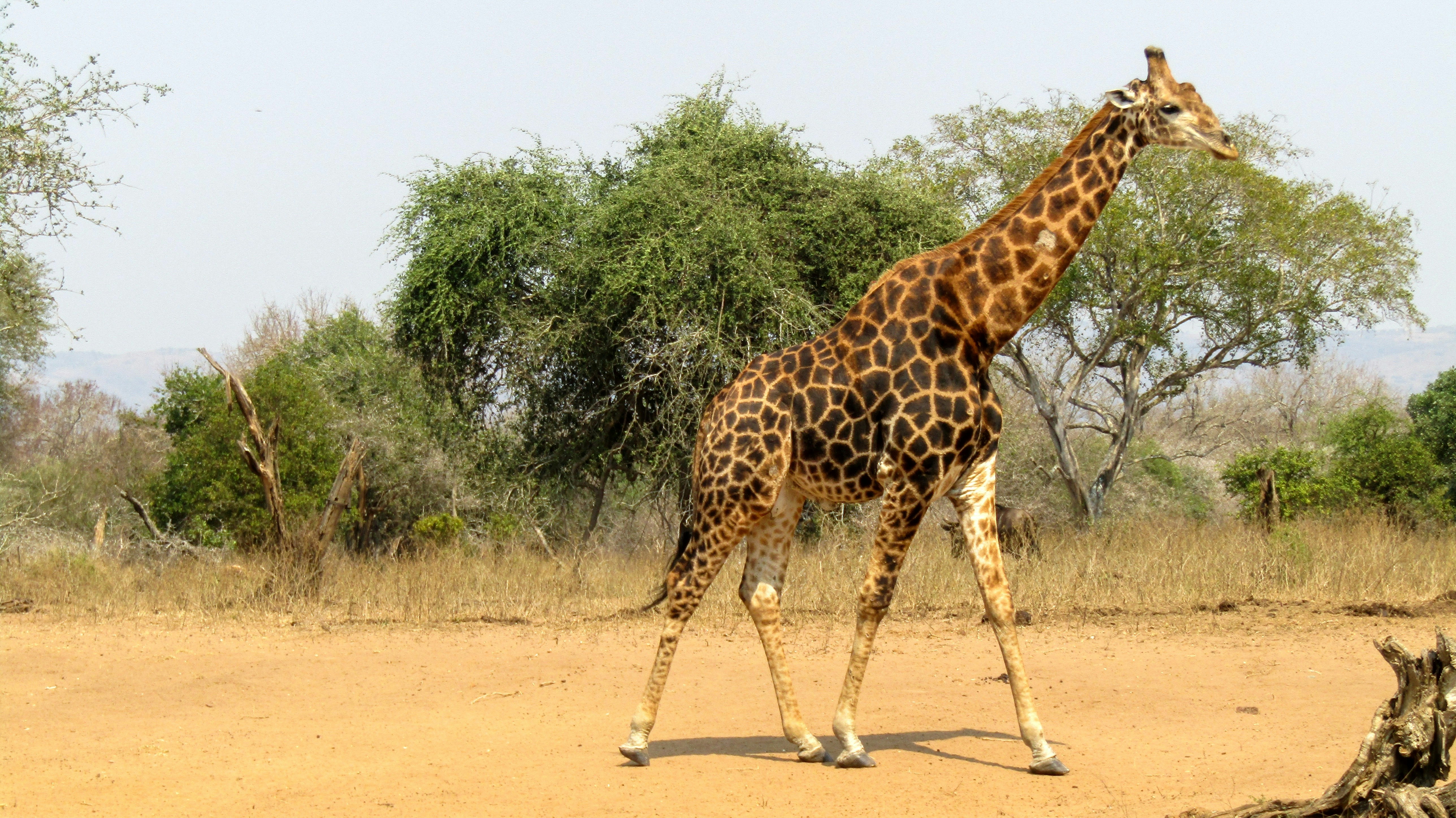 MKUZE GAME RESERVE, Kingfisher Ave, Mkuze, South Africa
