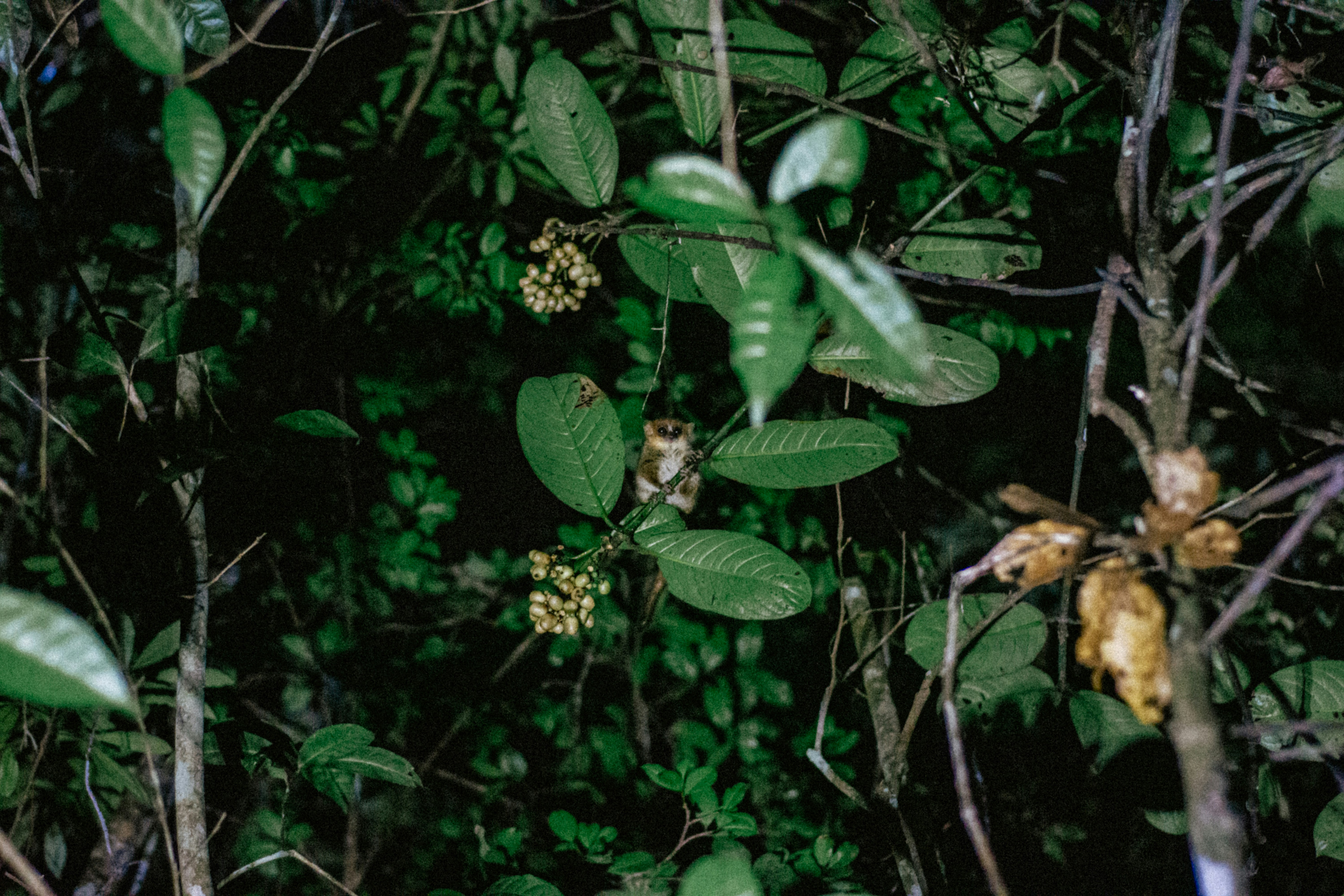 Andasibe, Madagascar