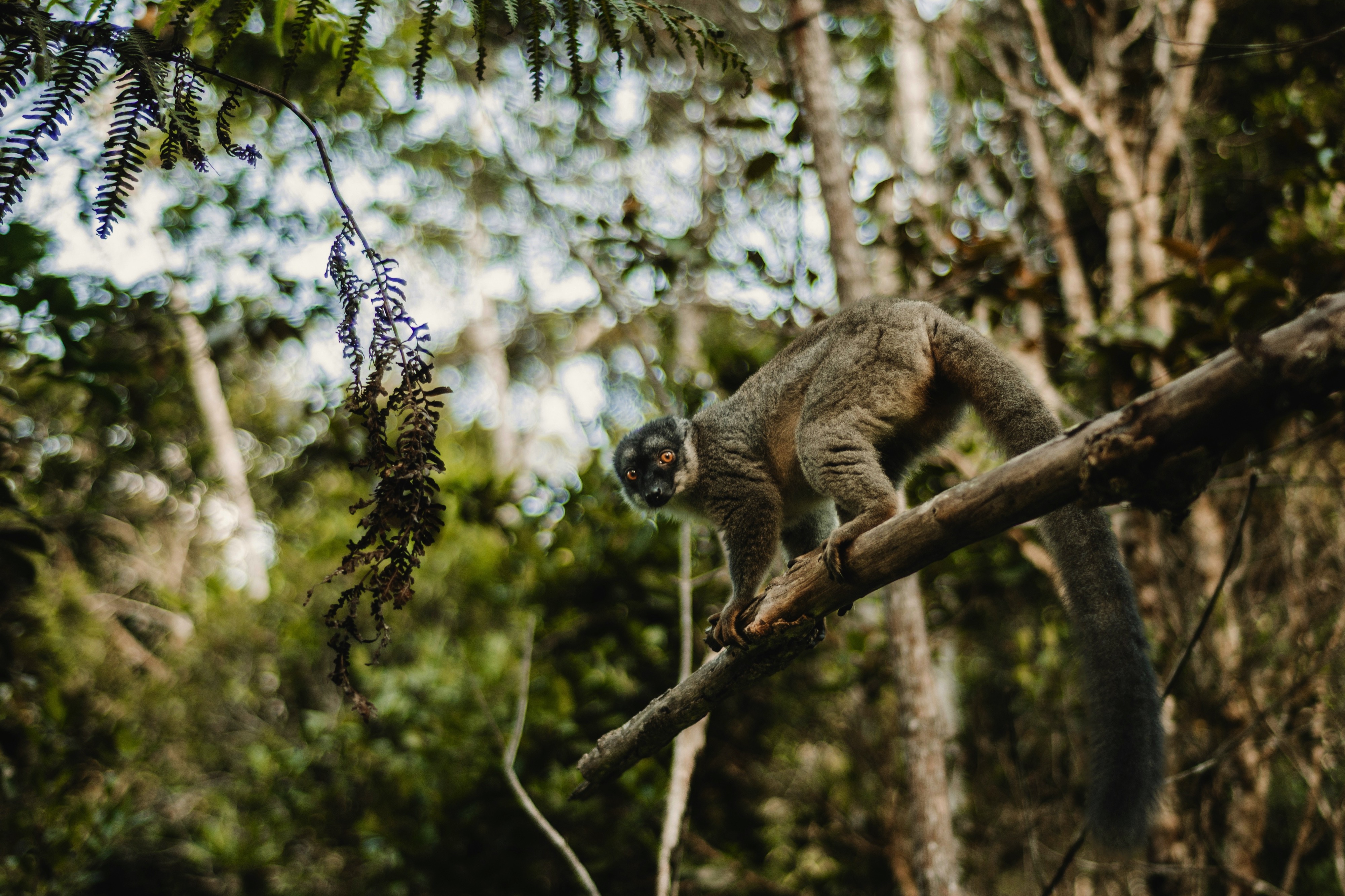 Andasibe, Madagascar