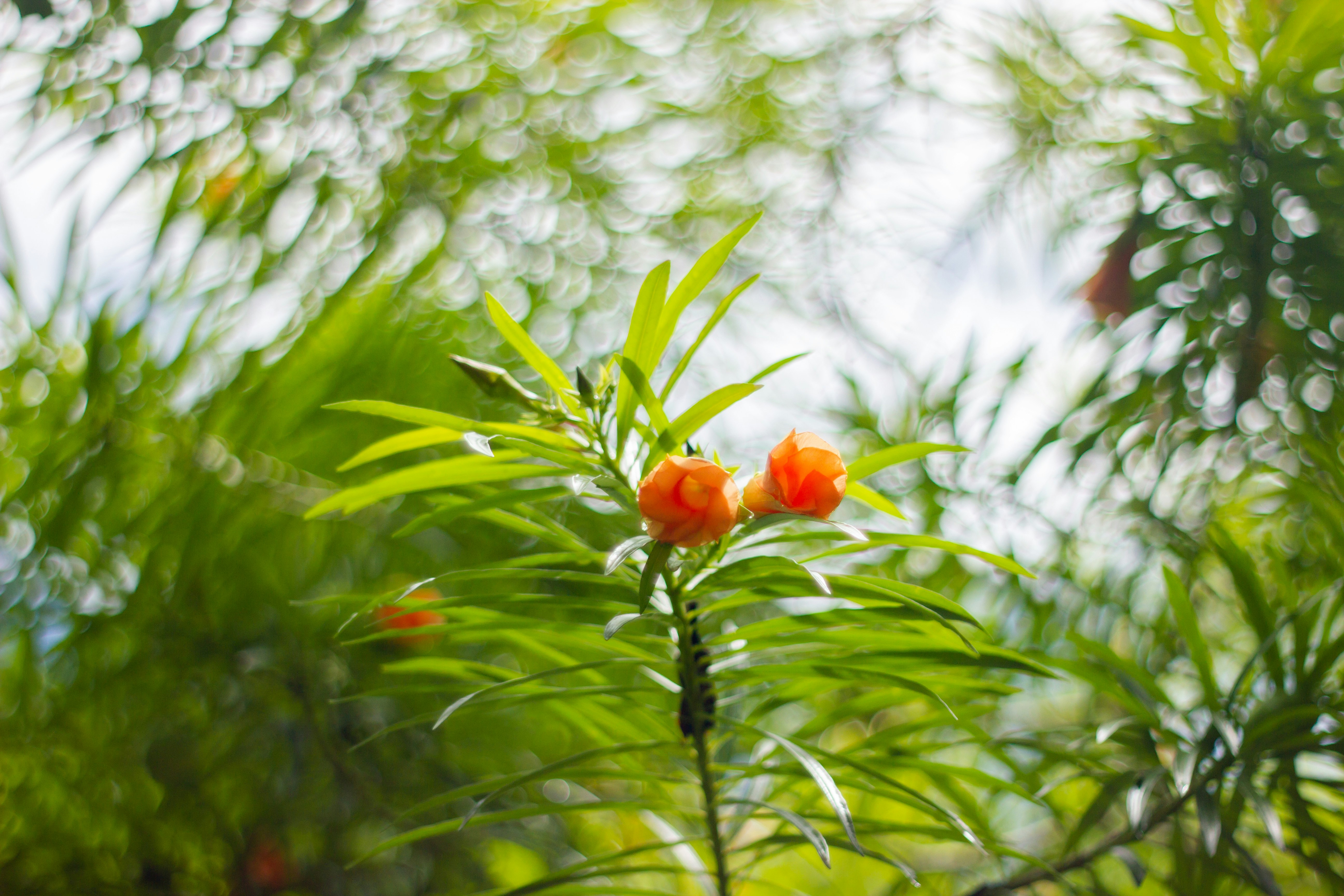 Andasibe, Madagascar