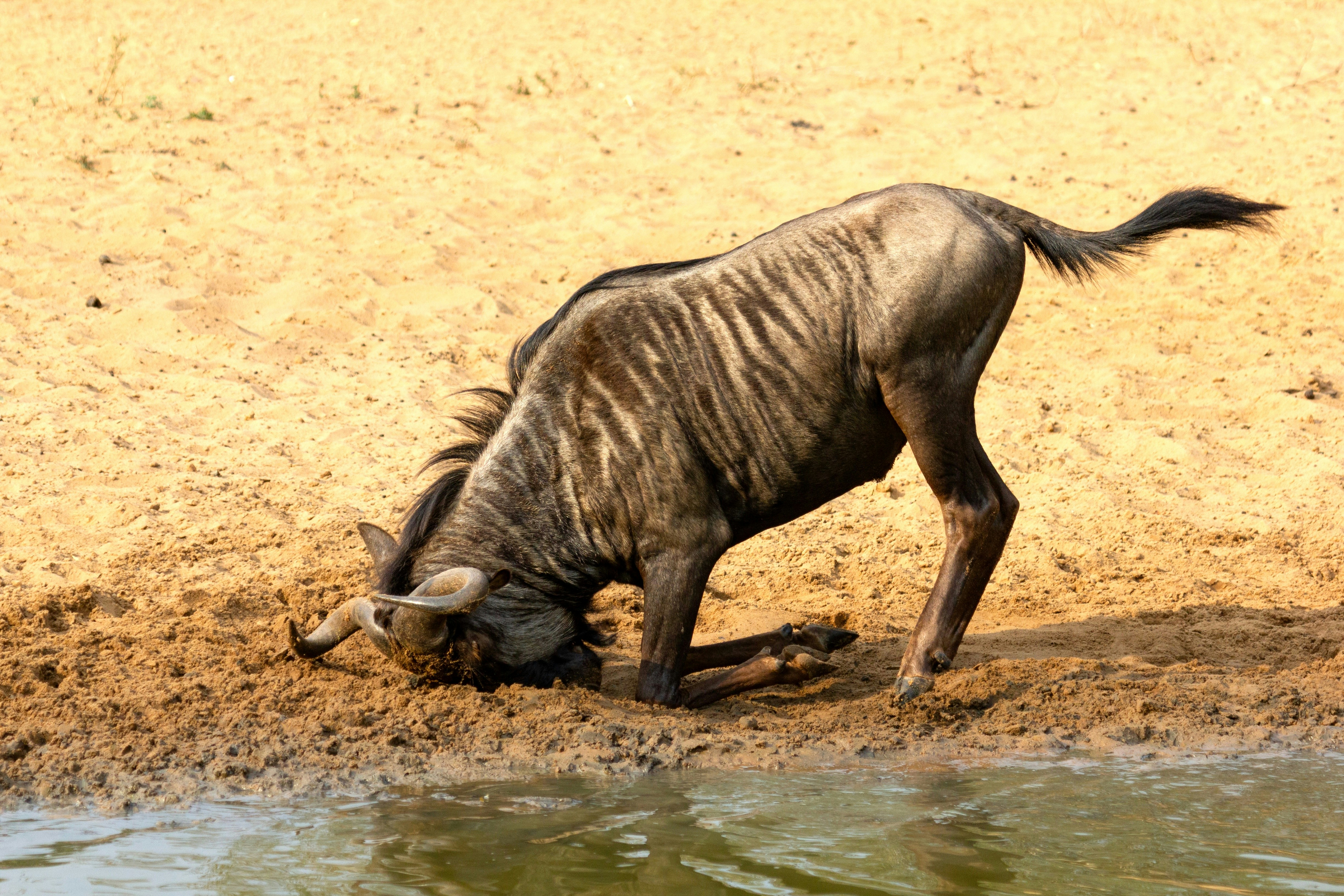 MKUZE GAME RESERVE, Kingfisher Ave, Mkuze, South Africa