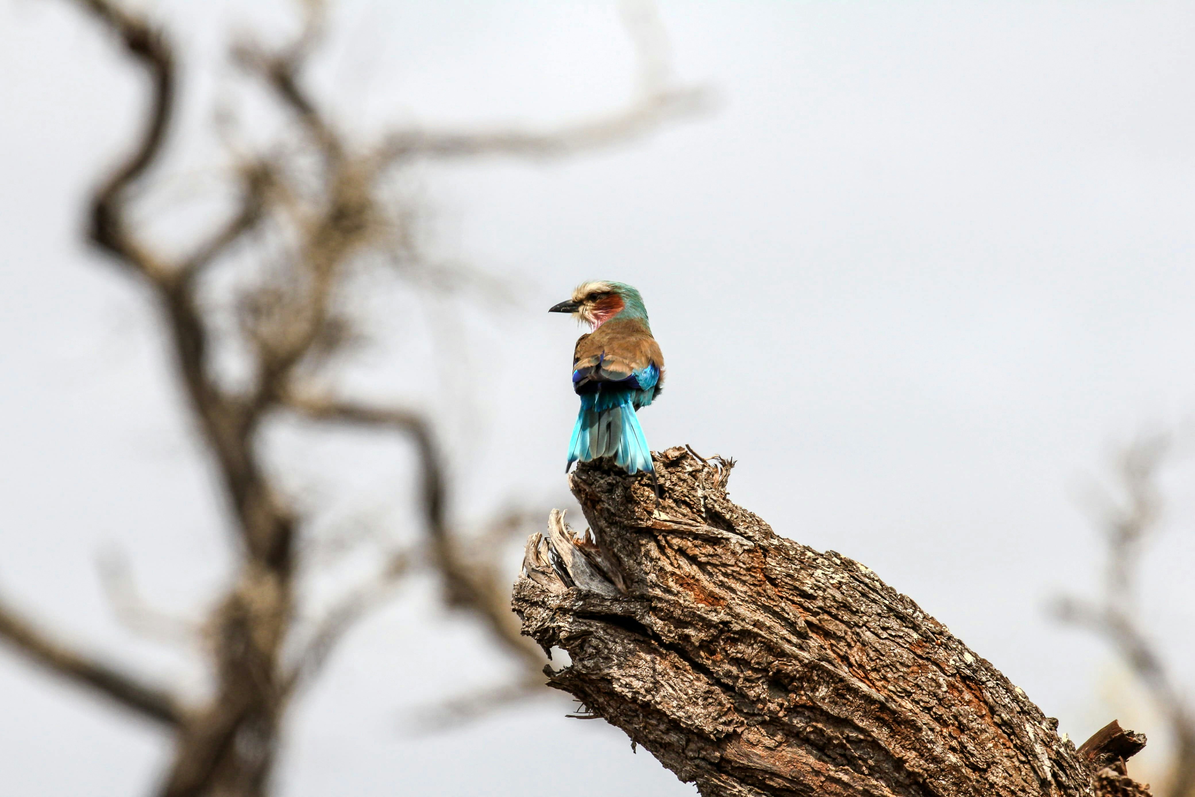 MKUZE GAME RESERVE, Kingfisher Ave, Mkuze, South Africa