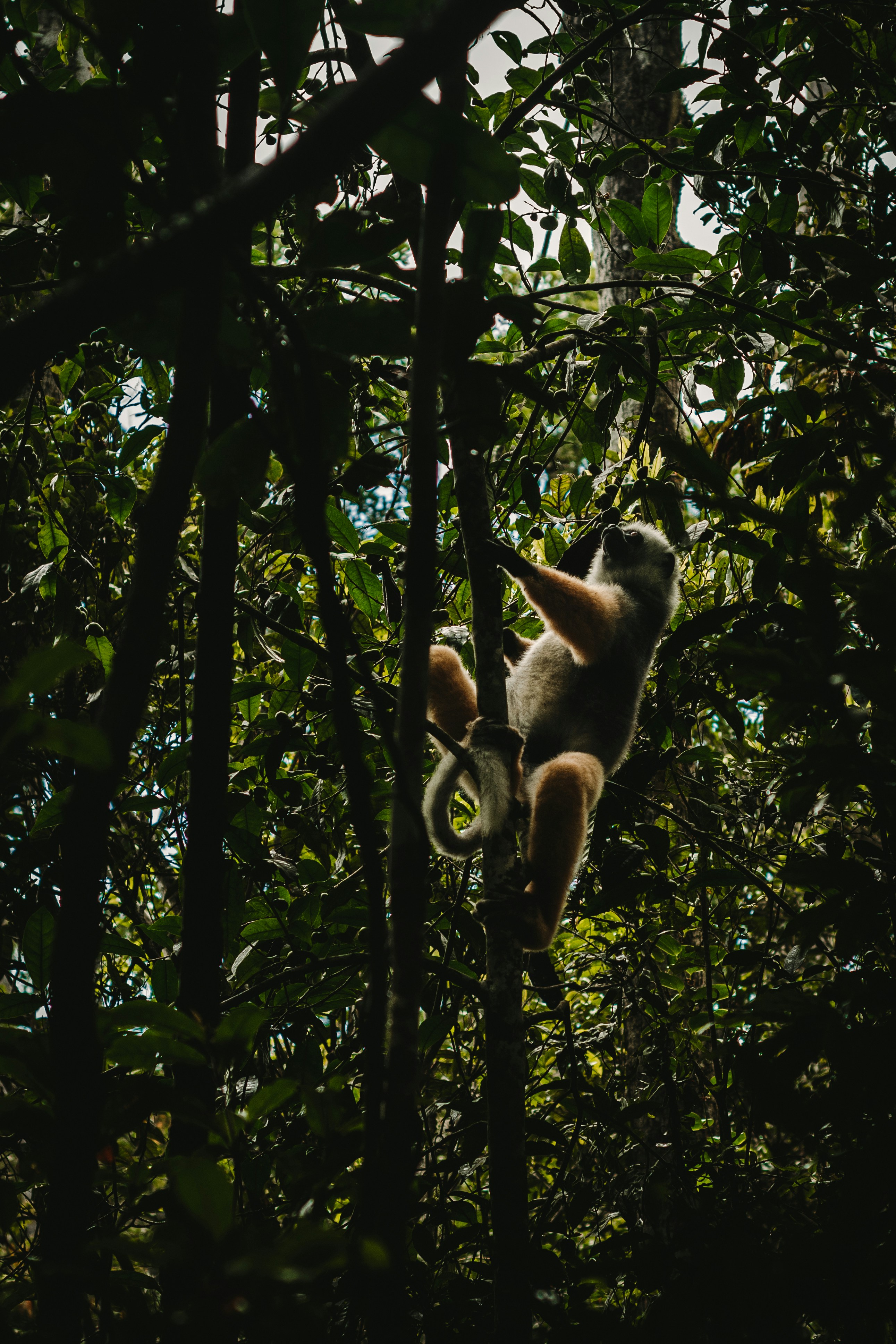 Andasibe, Madagascar