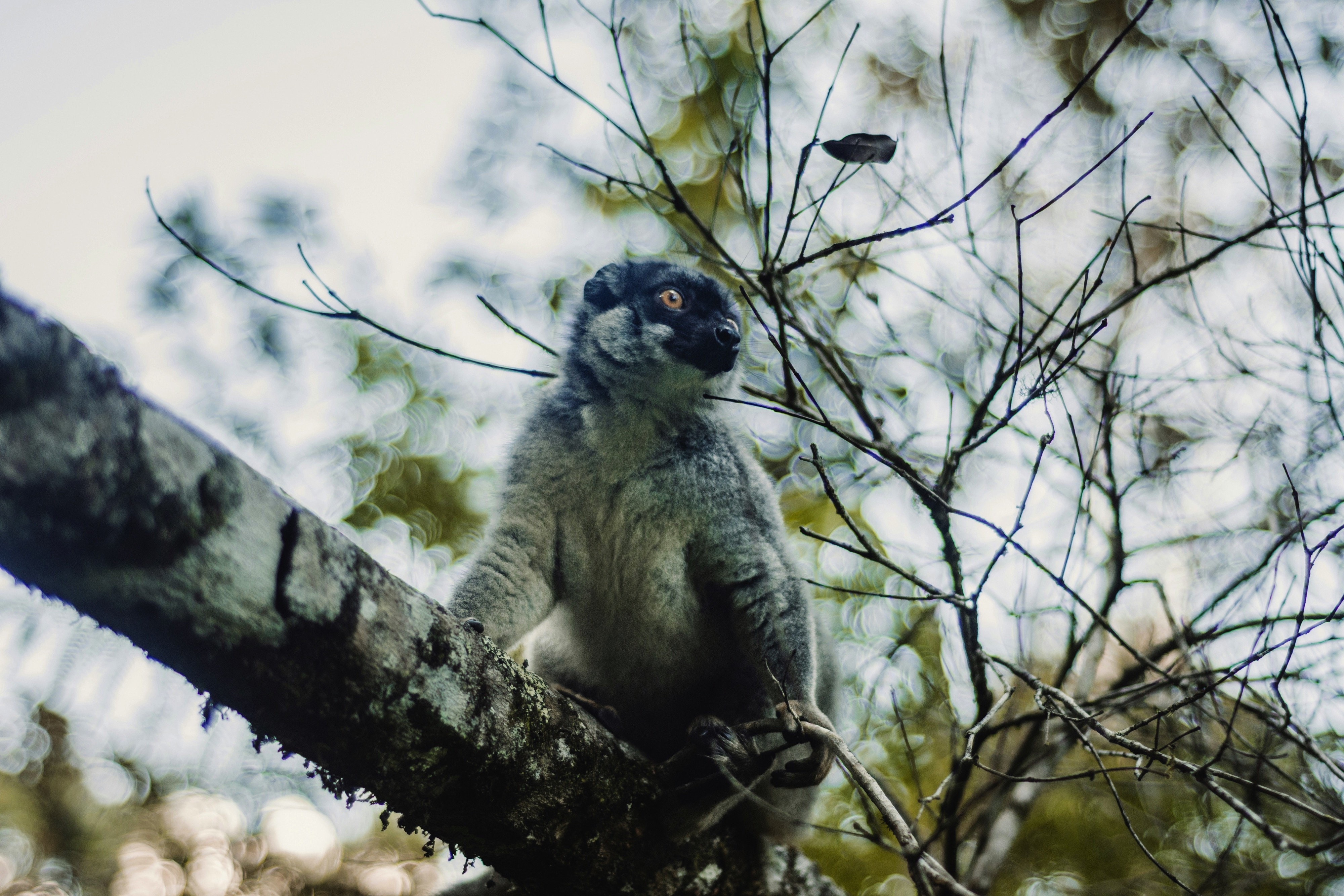 Andasibe, Madagascar