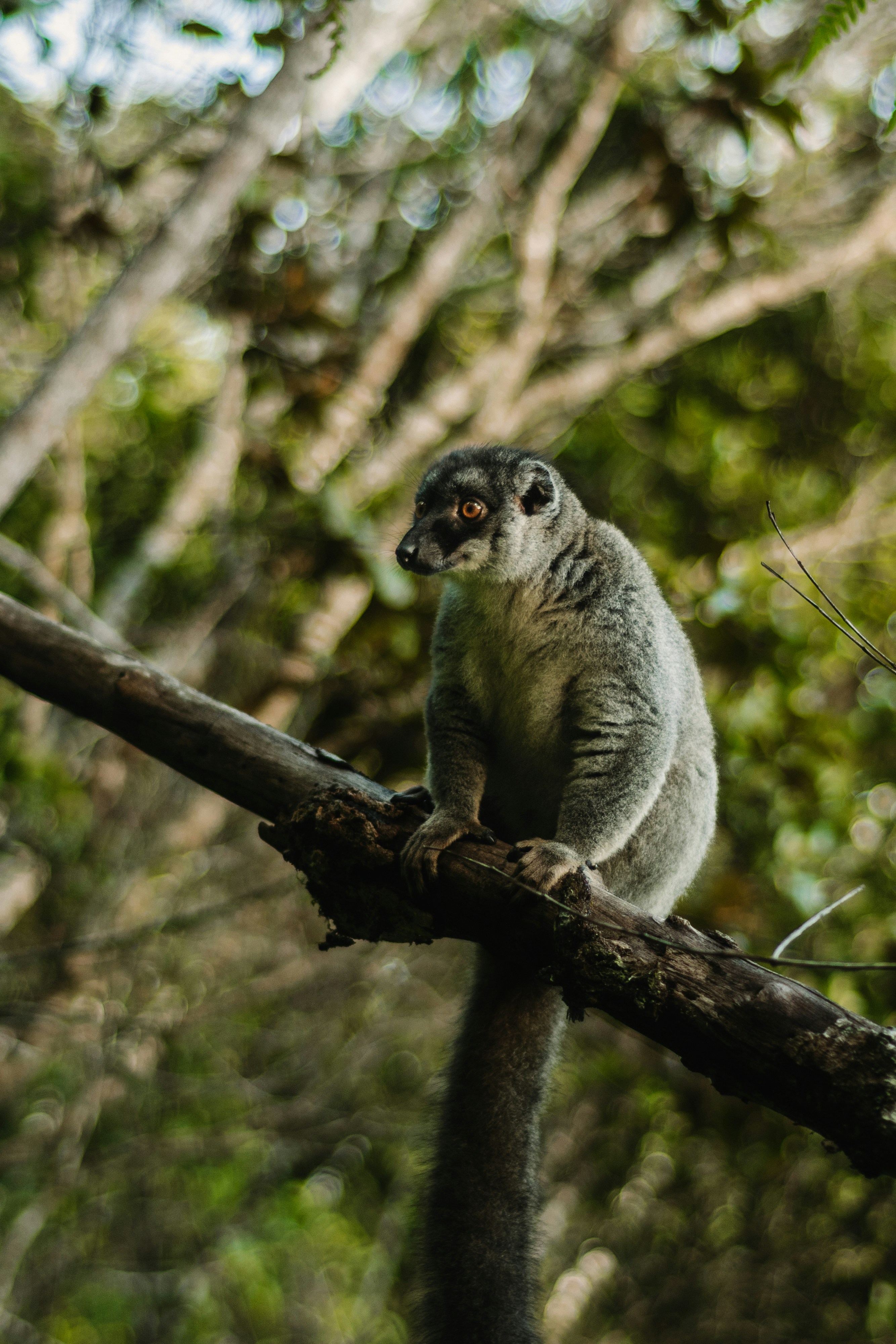 Andasibe, Madagascar