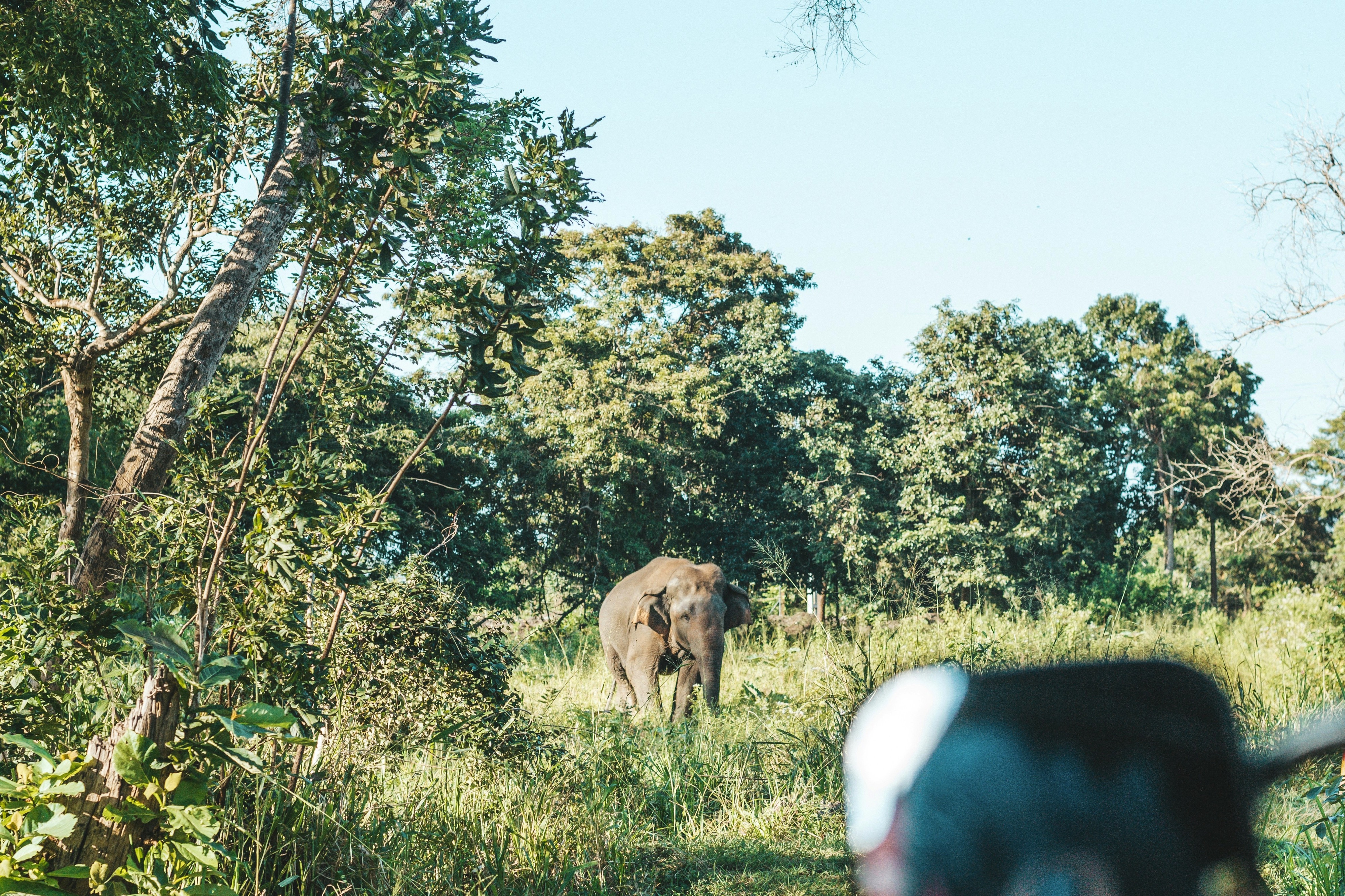 Dambulla, Sri Lanka