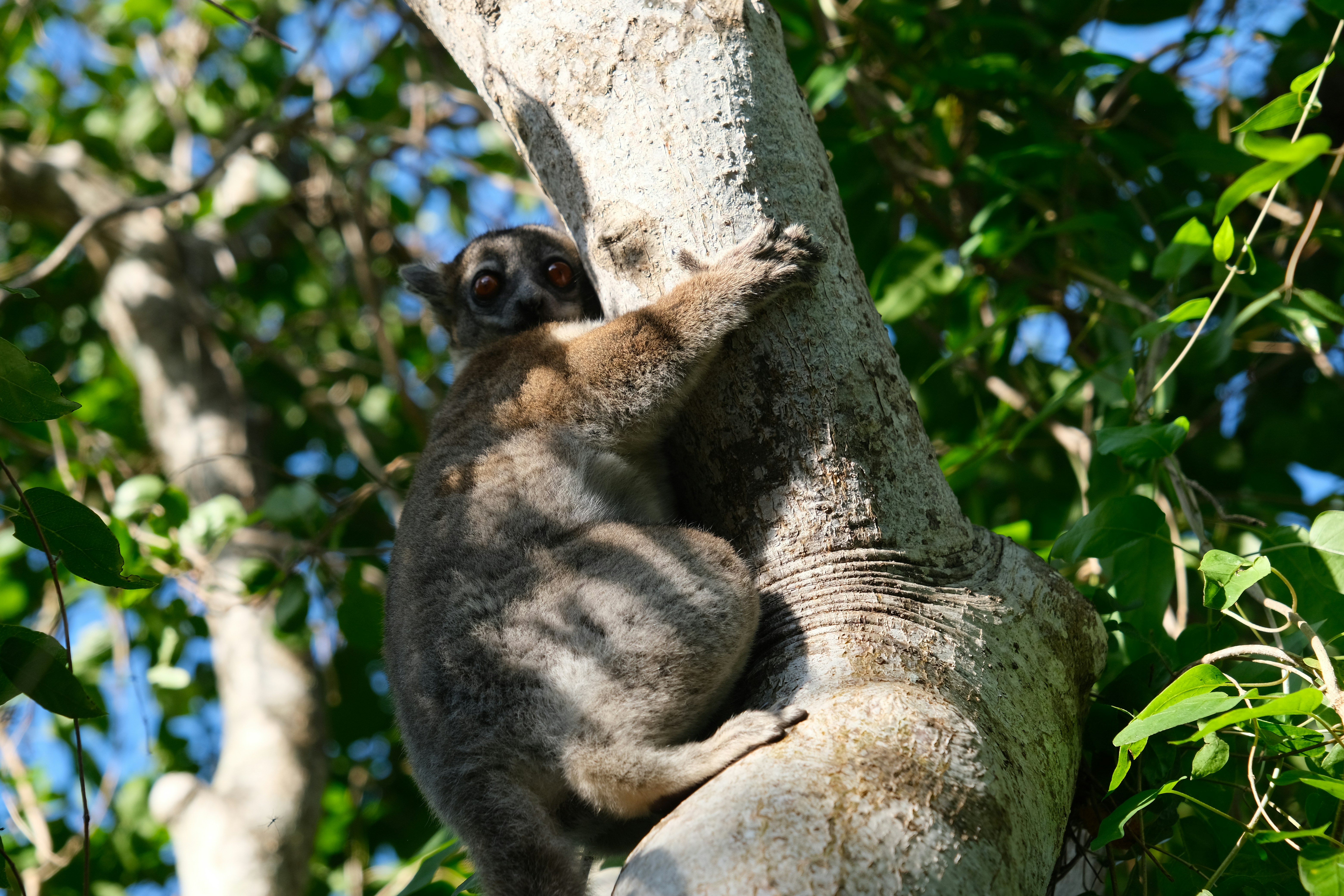 Reserve Reniala, Ifaty, Madagascar