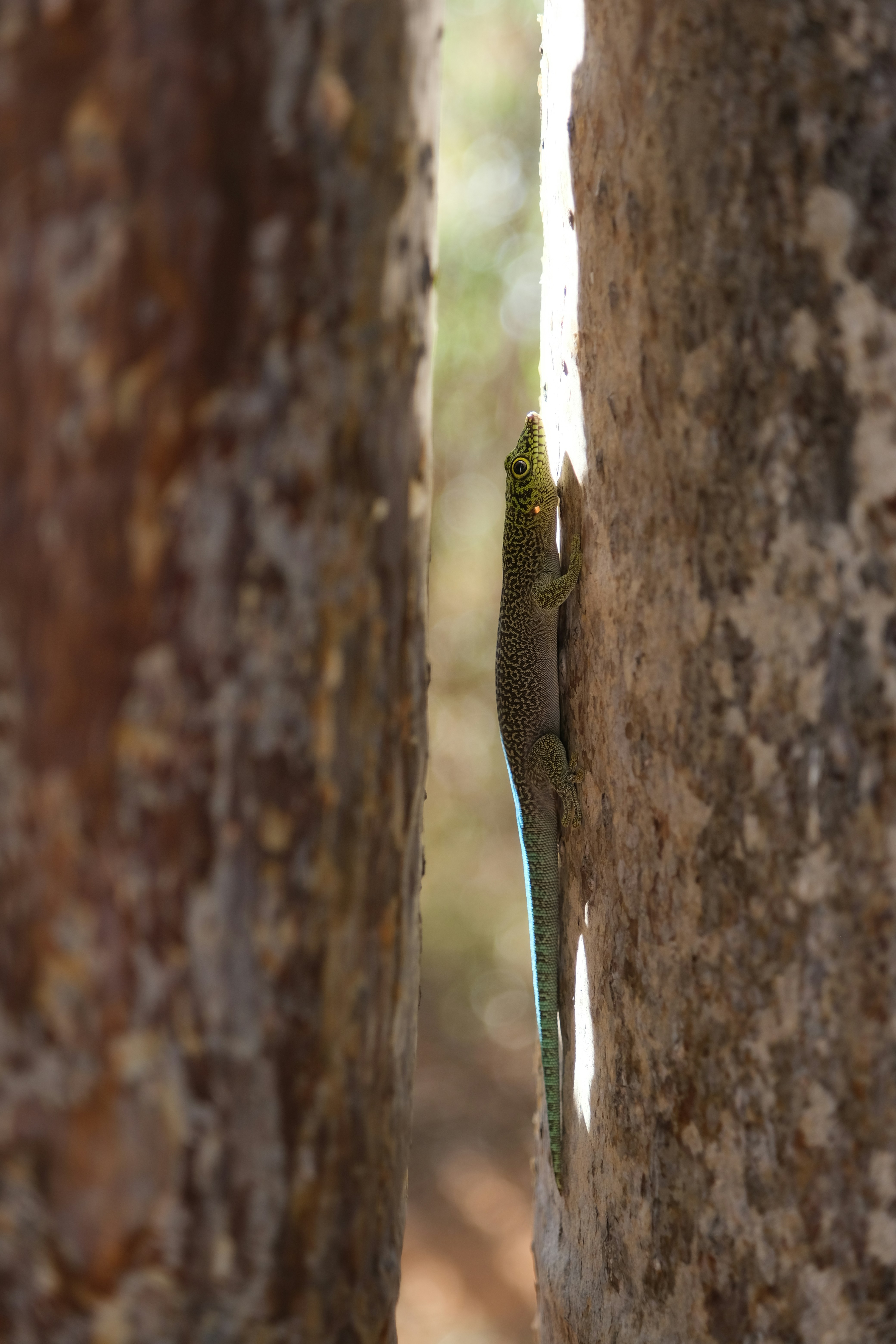 Reserve Reniala, Ifaty, Madagascar