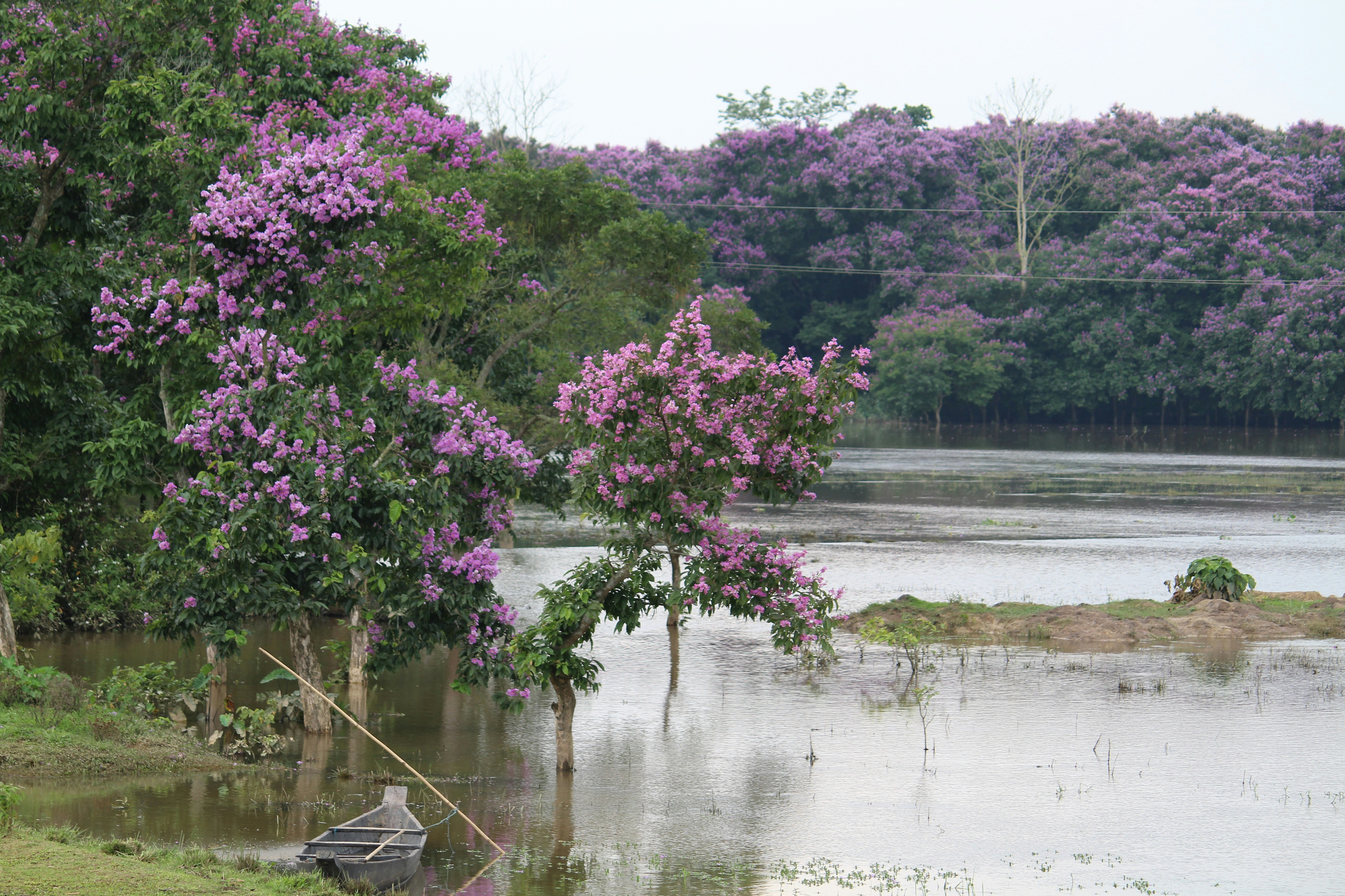 Jorhat, Assam, India