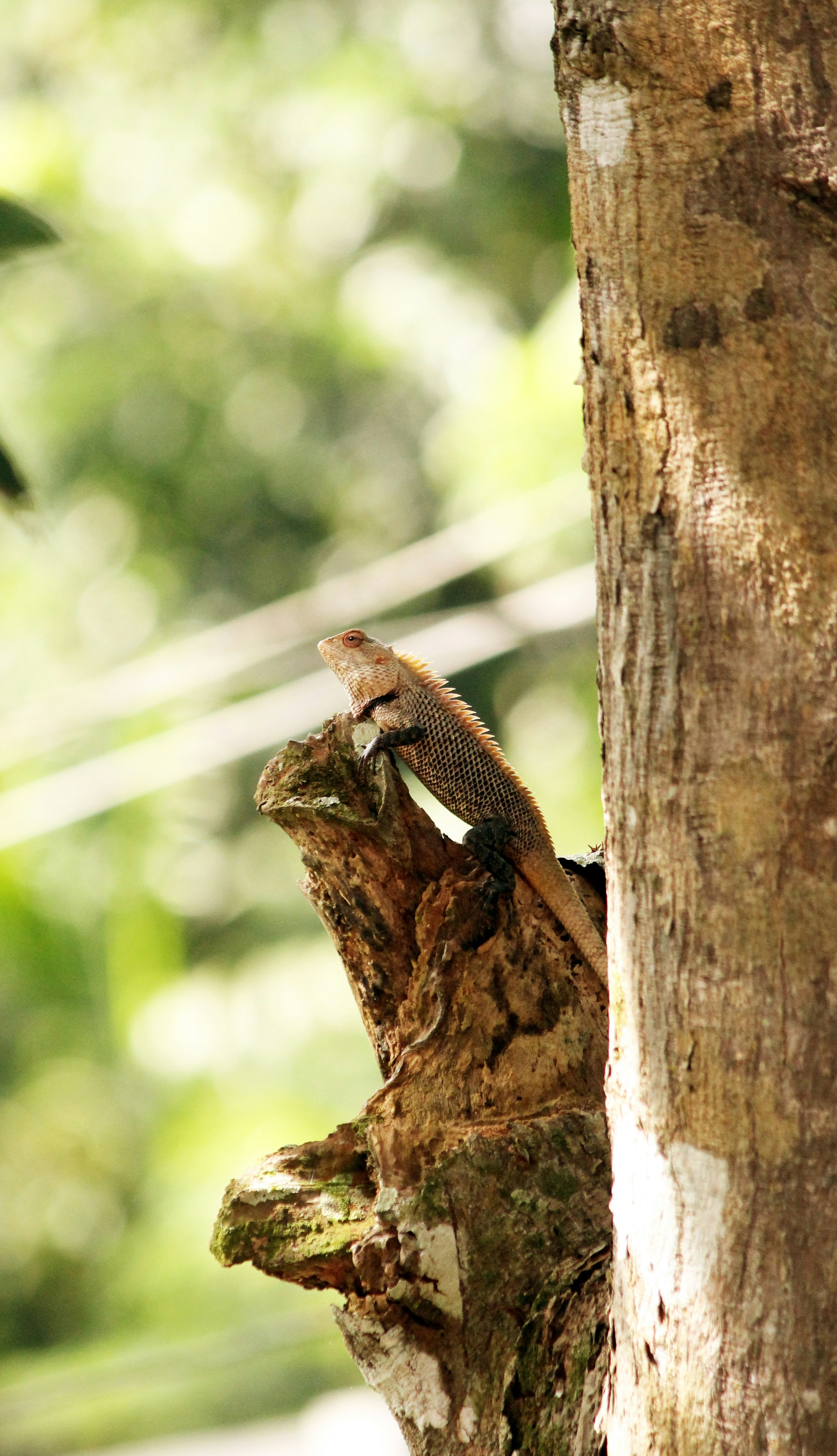 Alappuzha, Kerala, India