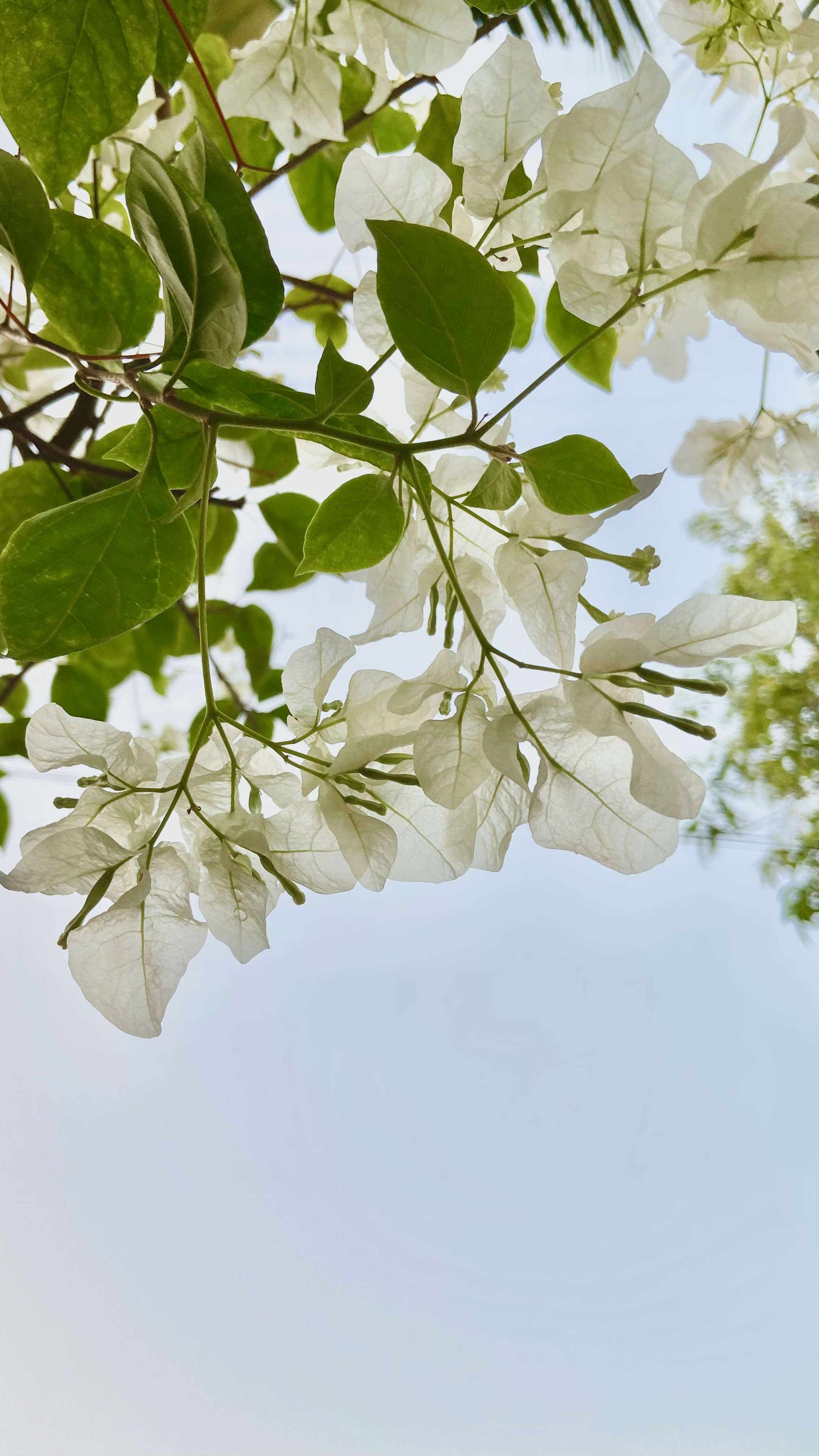 Kalavoor, Alappuzha, India
