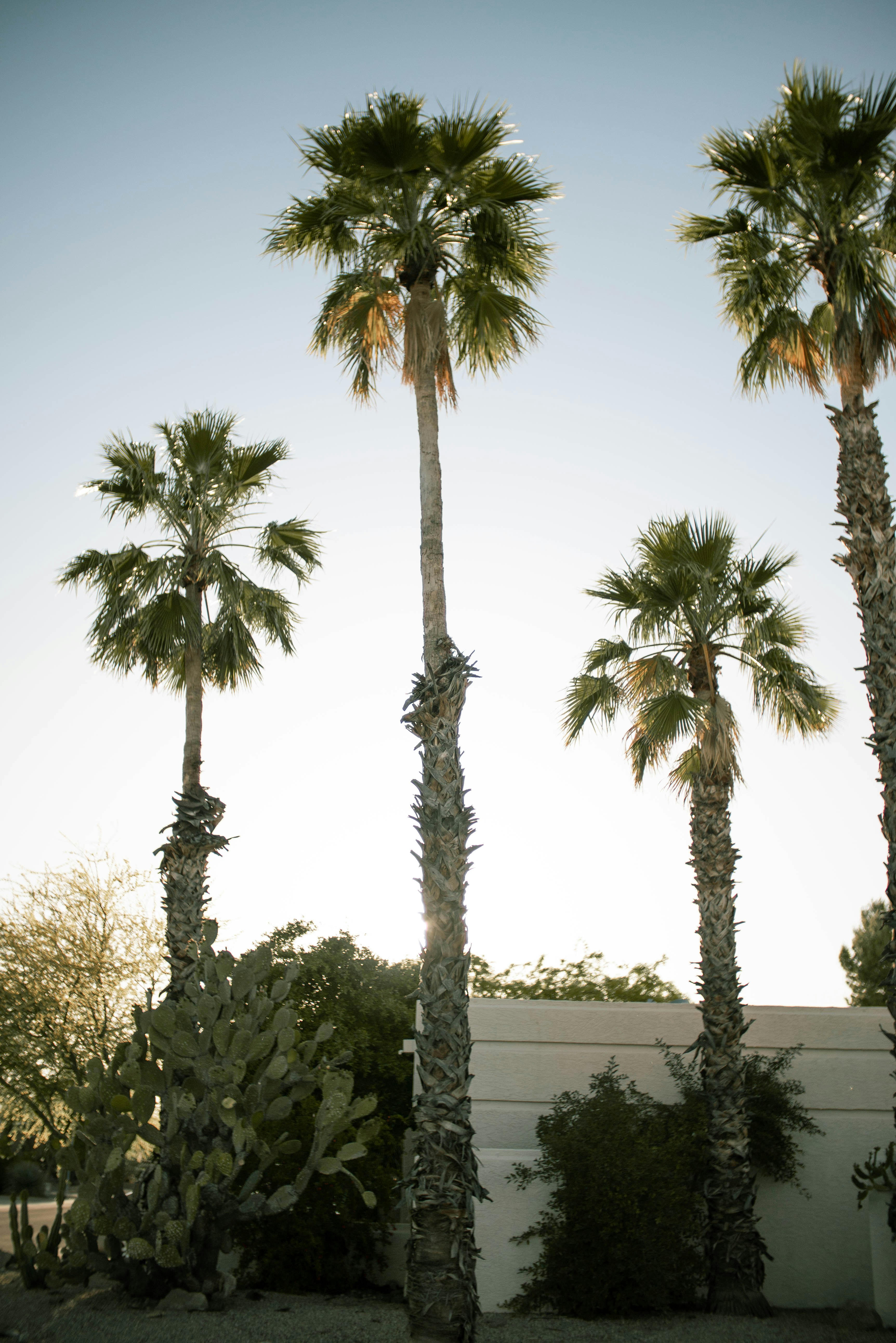 Palm trees in front of modern house. Scottsdale, AZ