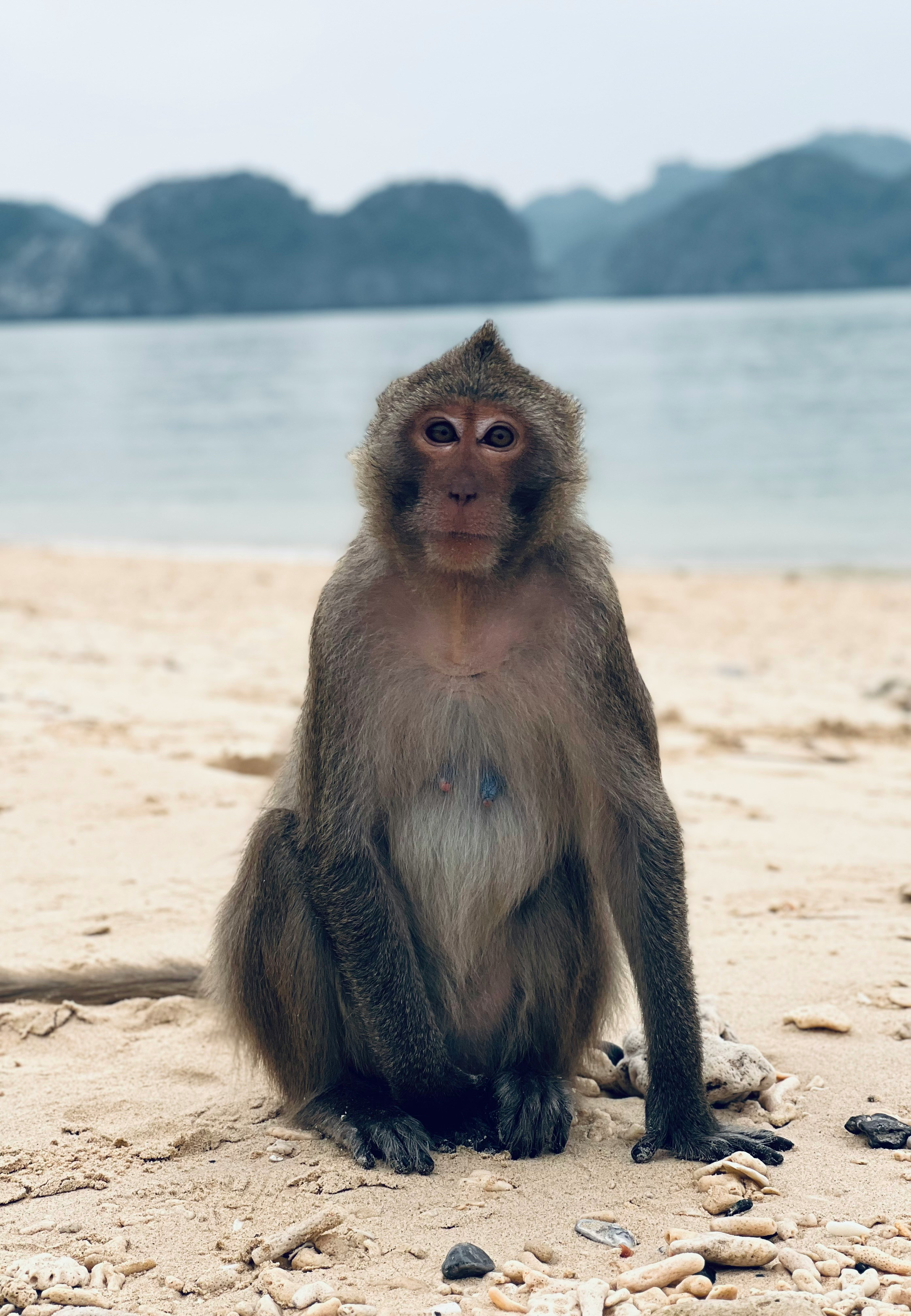 Monkey Island, Cat Ba, Hai Phong, Vietnam