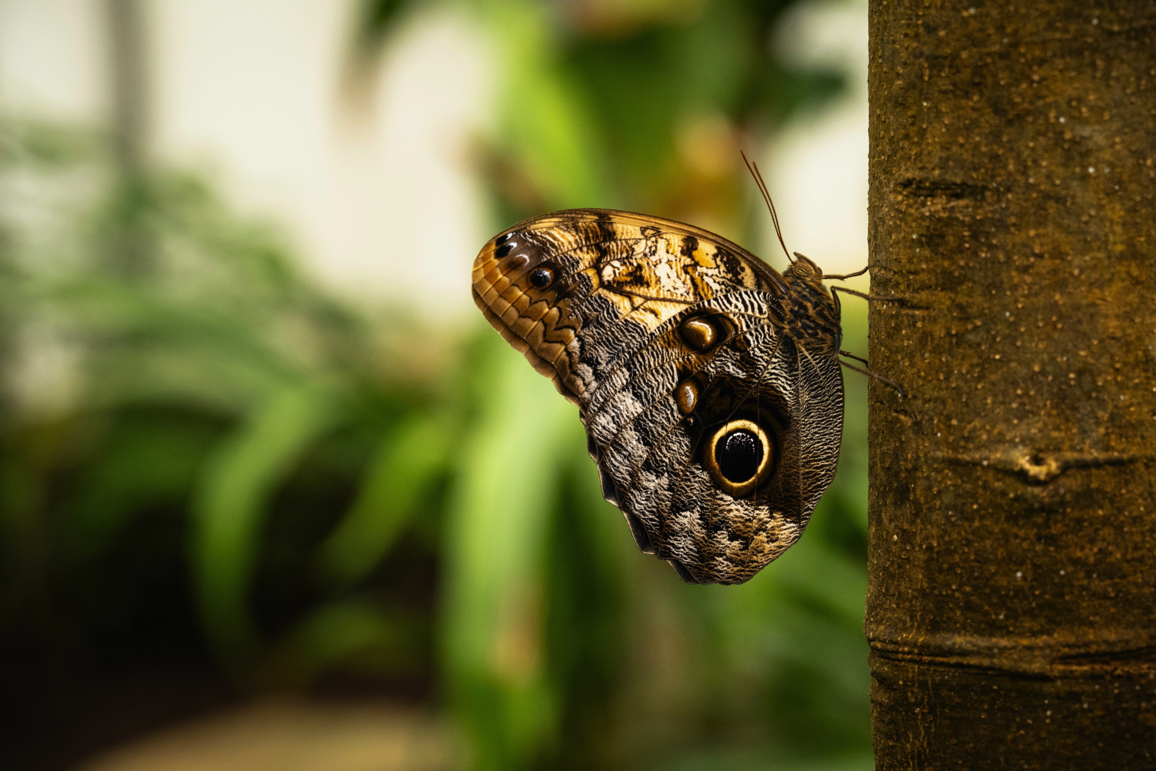 Butterfly Garden, Grevenmacher, Route de Trèves, Grevenmacher, Luxembourg