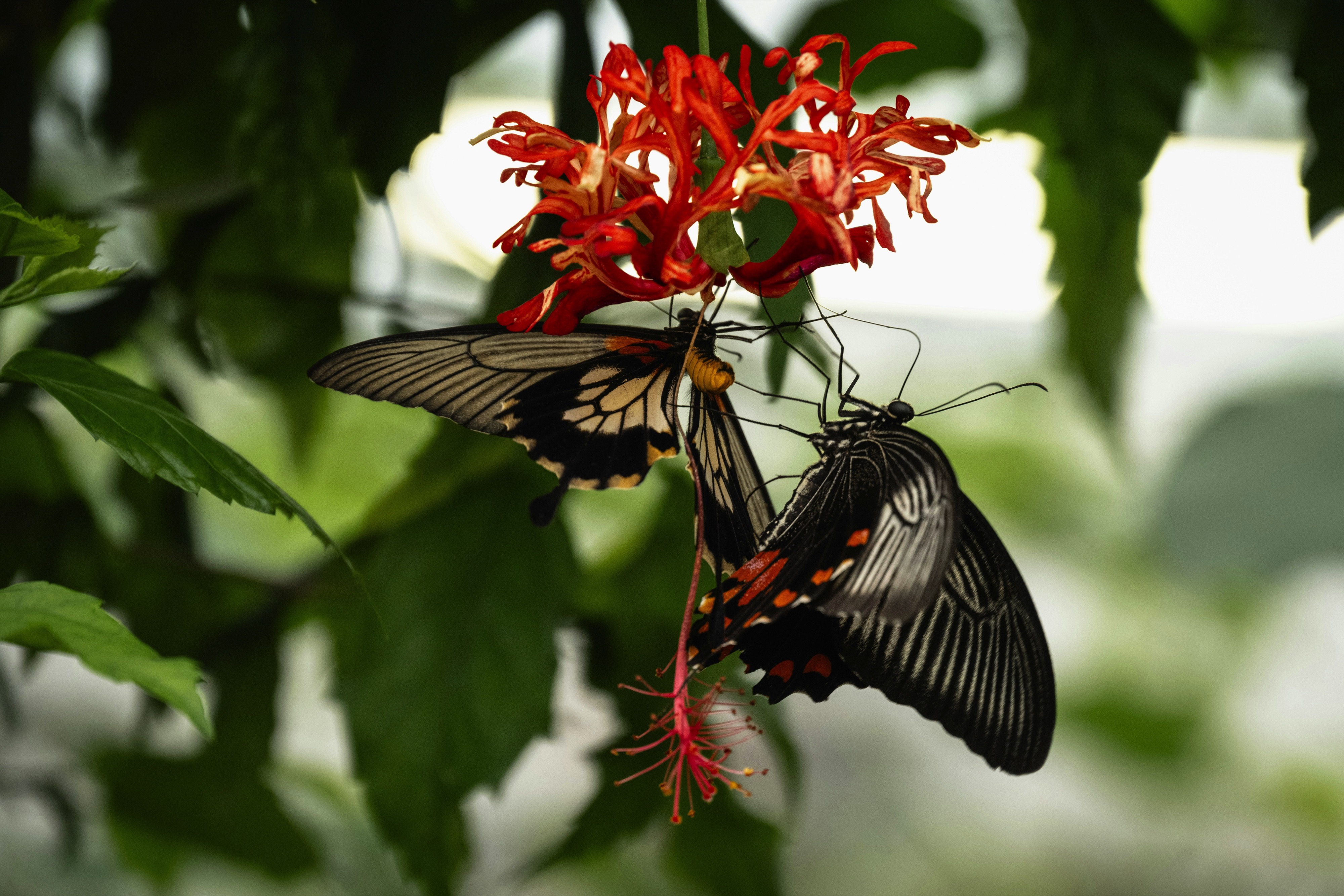 Butterfly Garden, Grevenmacher, Route de Trèves, Grevenmacher, Luxembourg