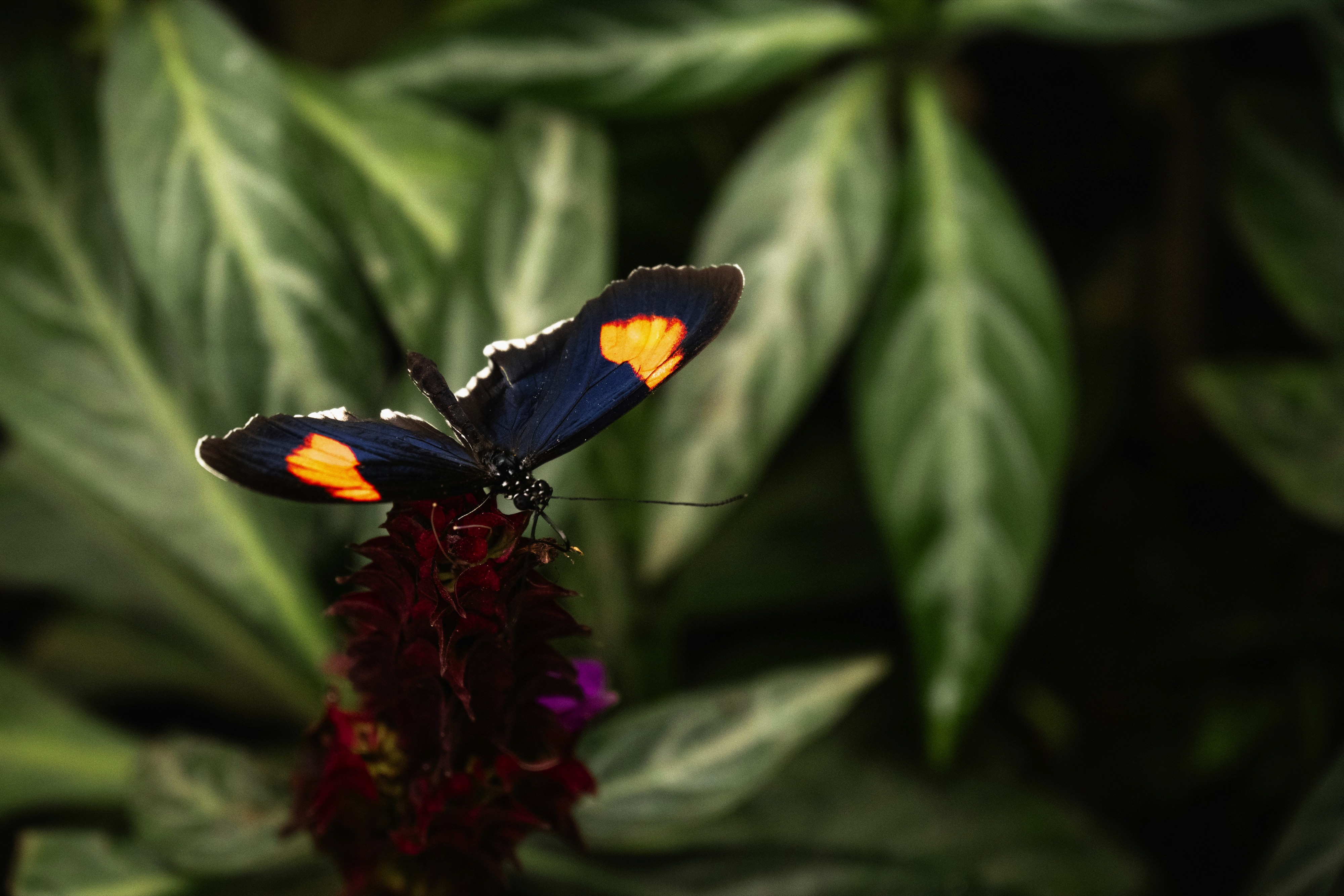 Butterfly Garden, Grevenmacher, Route de Trèves, Grevenmacher, Luxembourg