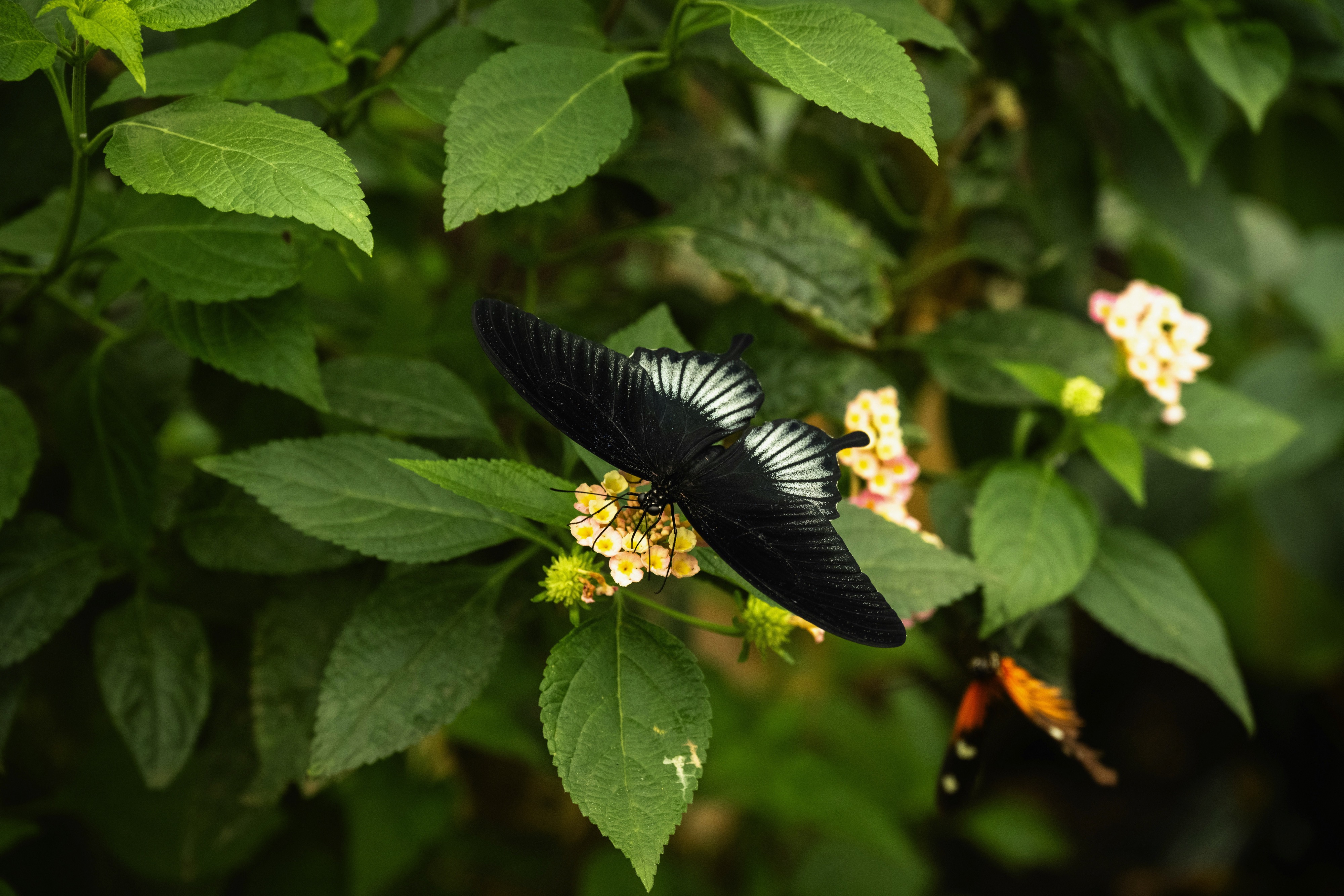 Butterfly Garden, Grevenmacher, Route de Trèves, Grevenmacher, Luxembourg