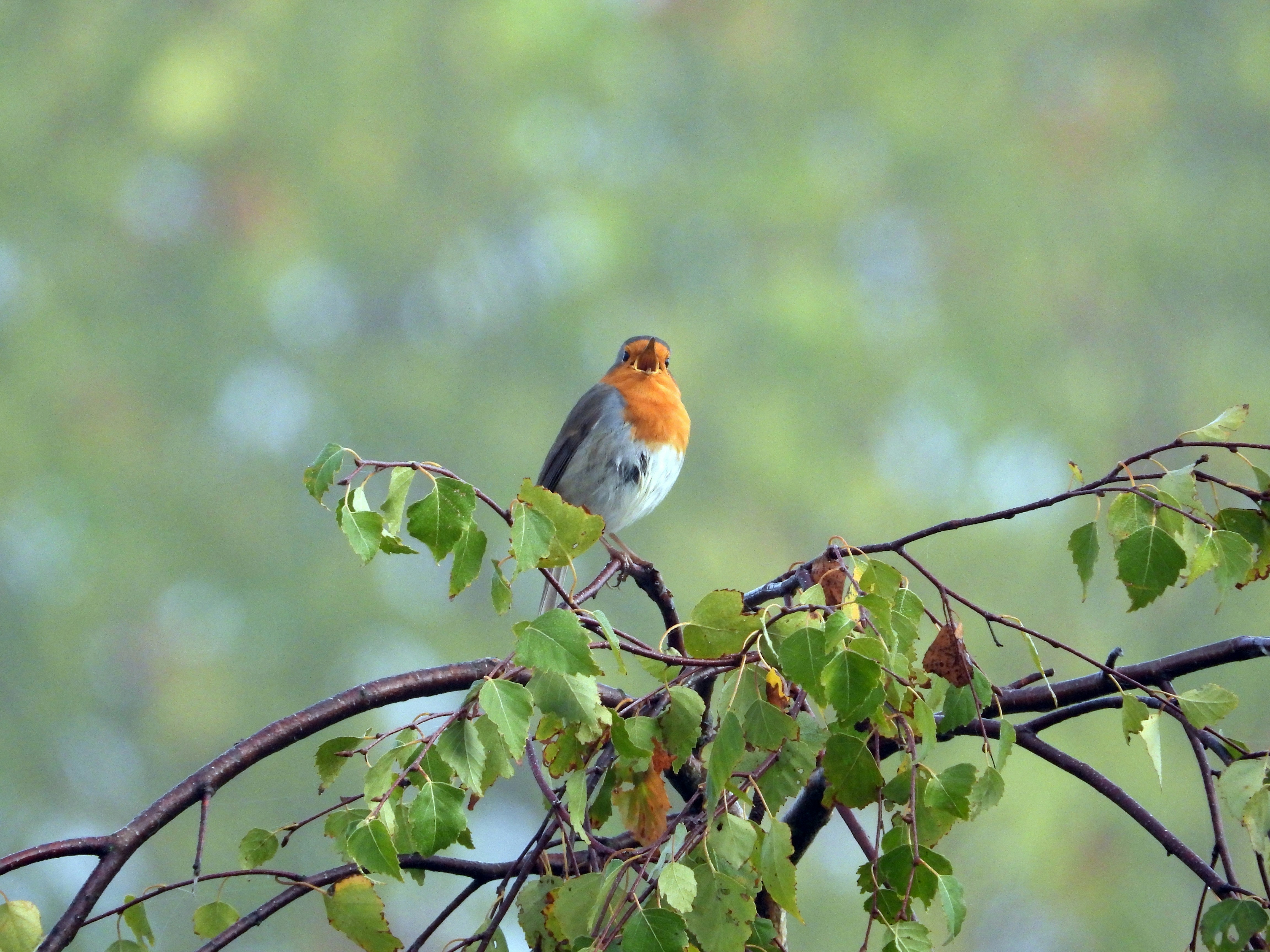 Grevenmacher, Luxembourg