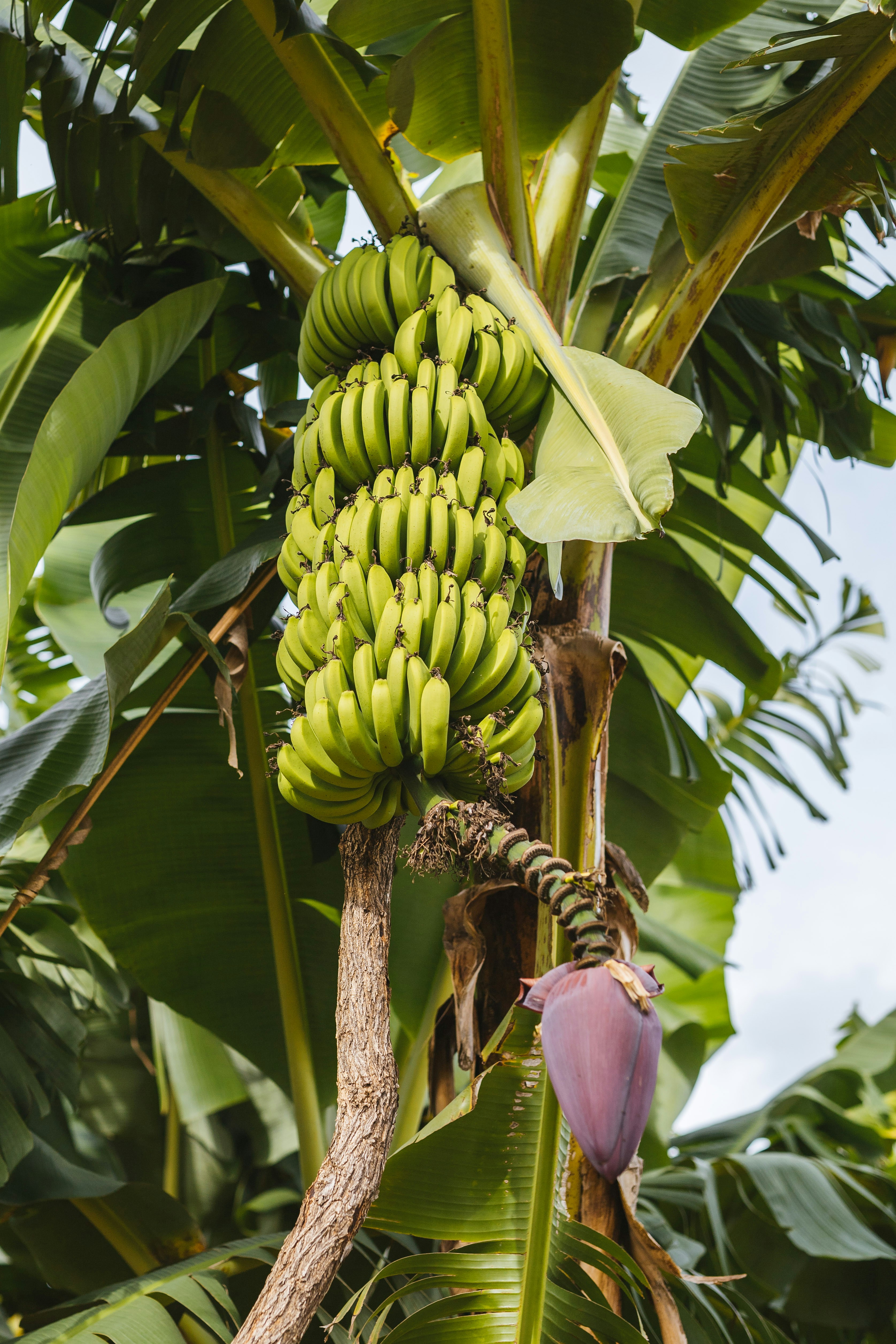 Banana Farm, Lusaka, Zambia