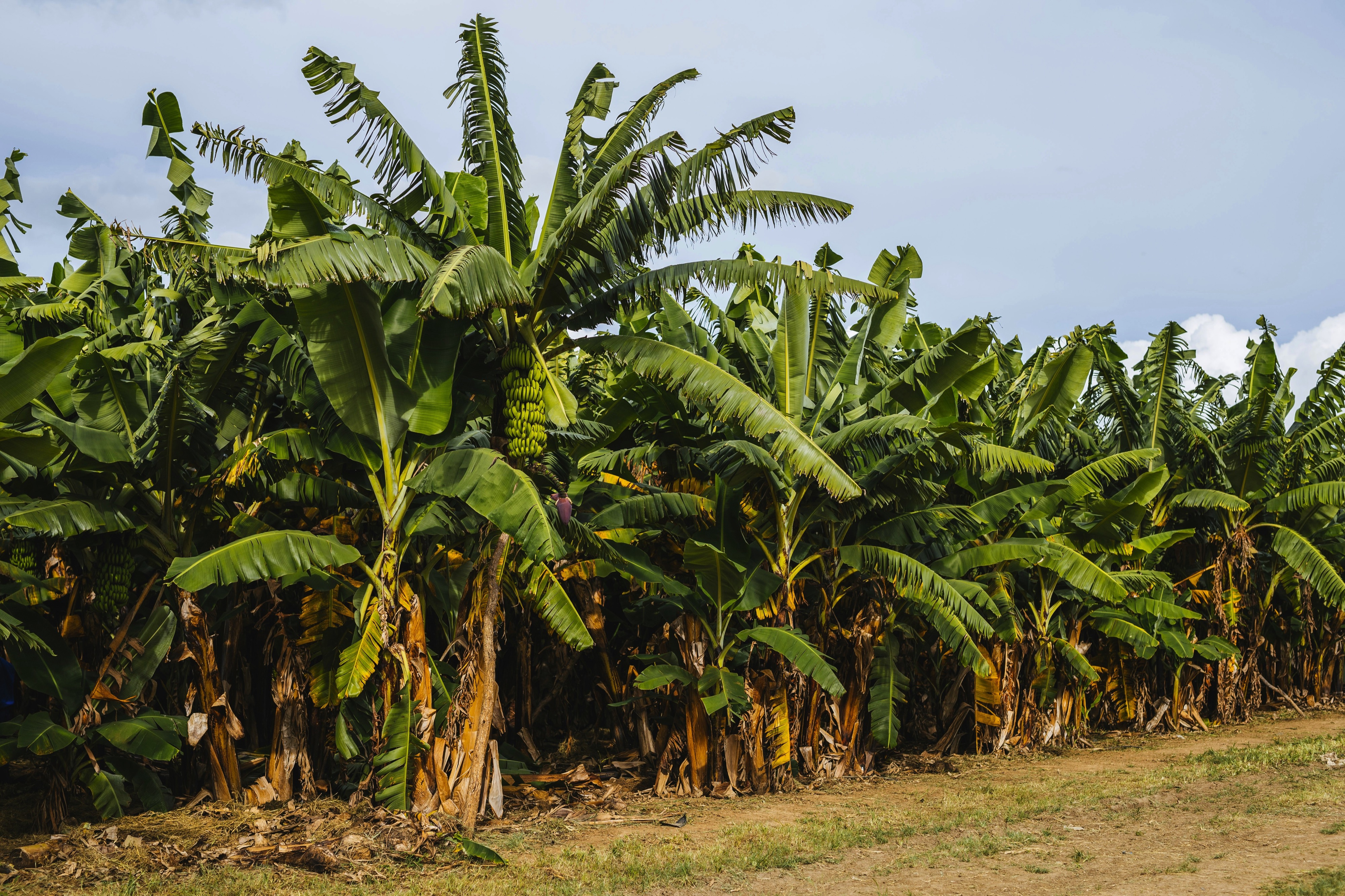 Banana Farm, Lusaka, Zambia