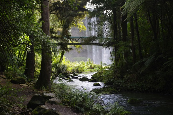 Whangarei Falls, Whangarei, New Zealand