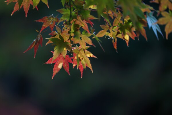 “Togyoan” in Shimonoseki