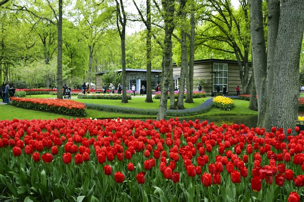 Keukenhof, Lisse, Netherlands